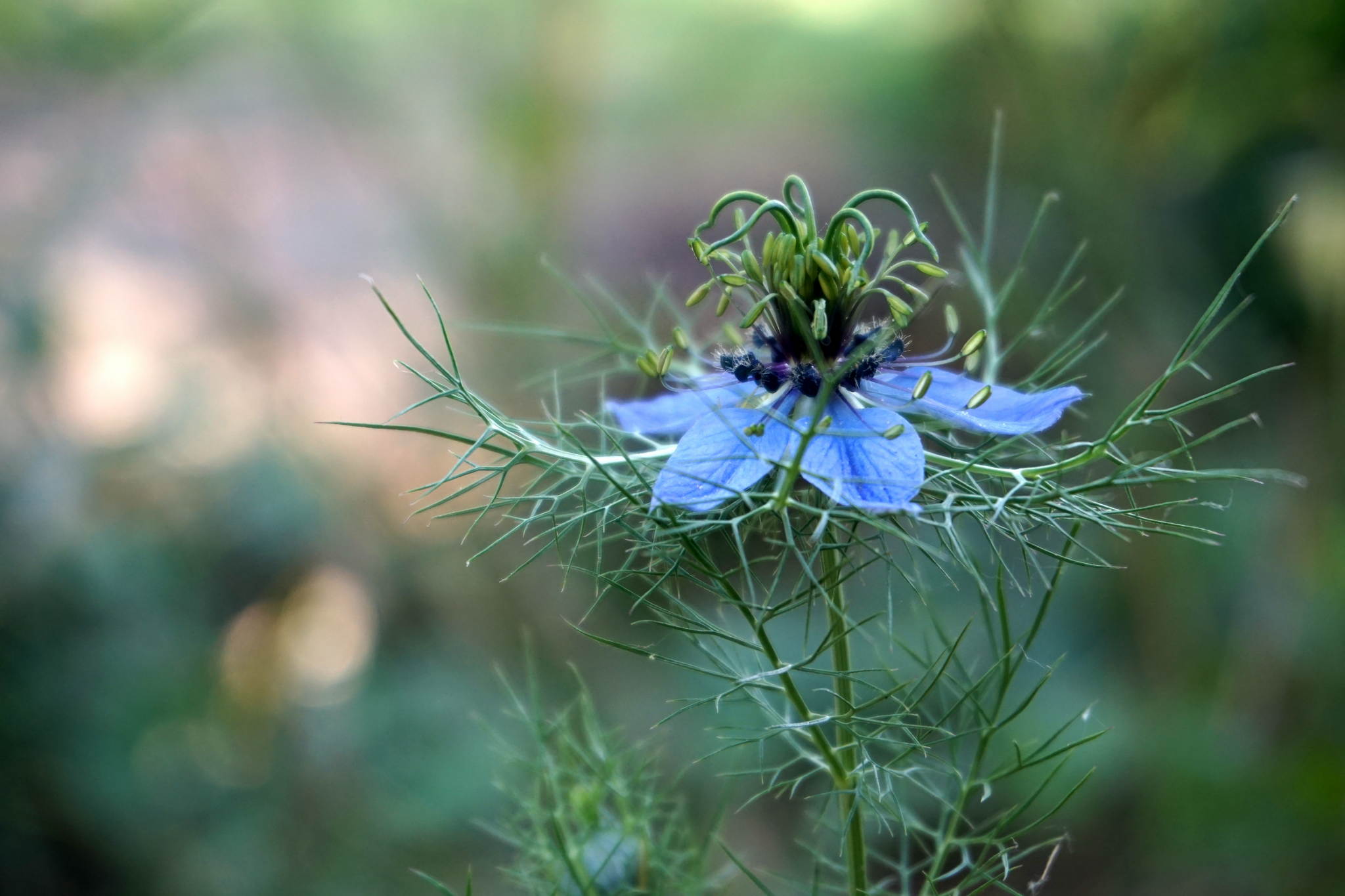 Alienblume 19340239683 o