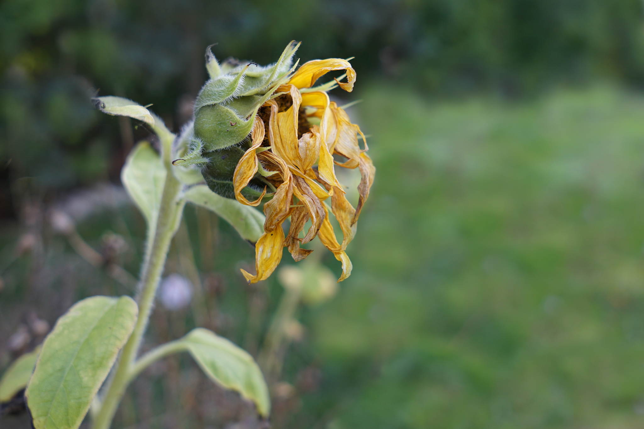 Alterserscheinungen 21292977272 o