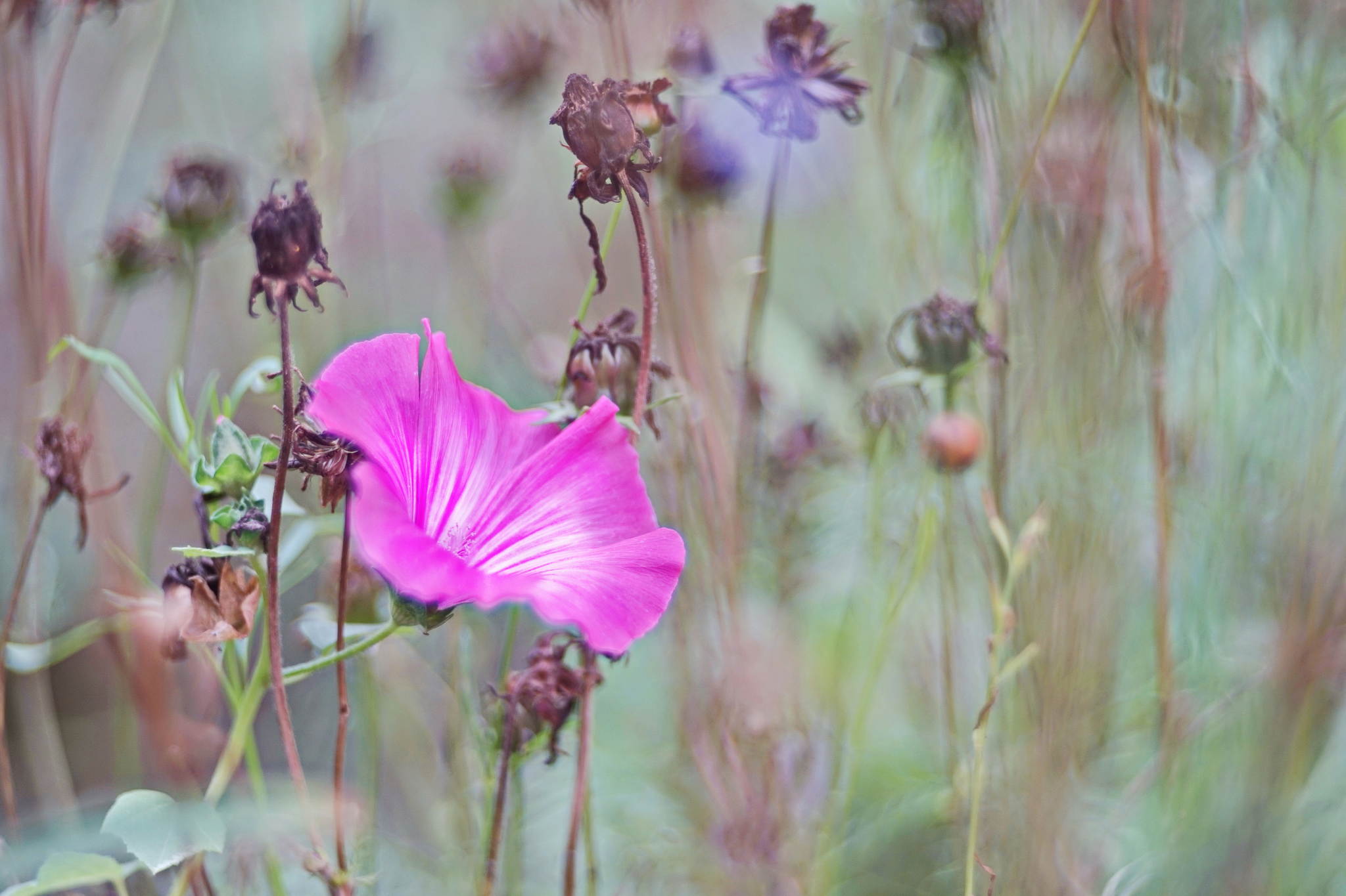 Blmchen 29610993272 o