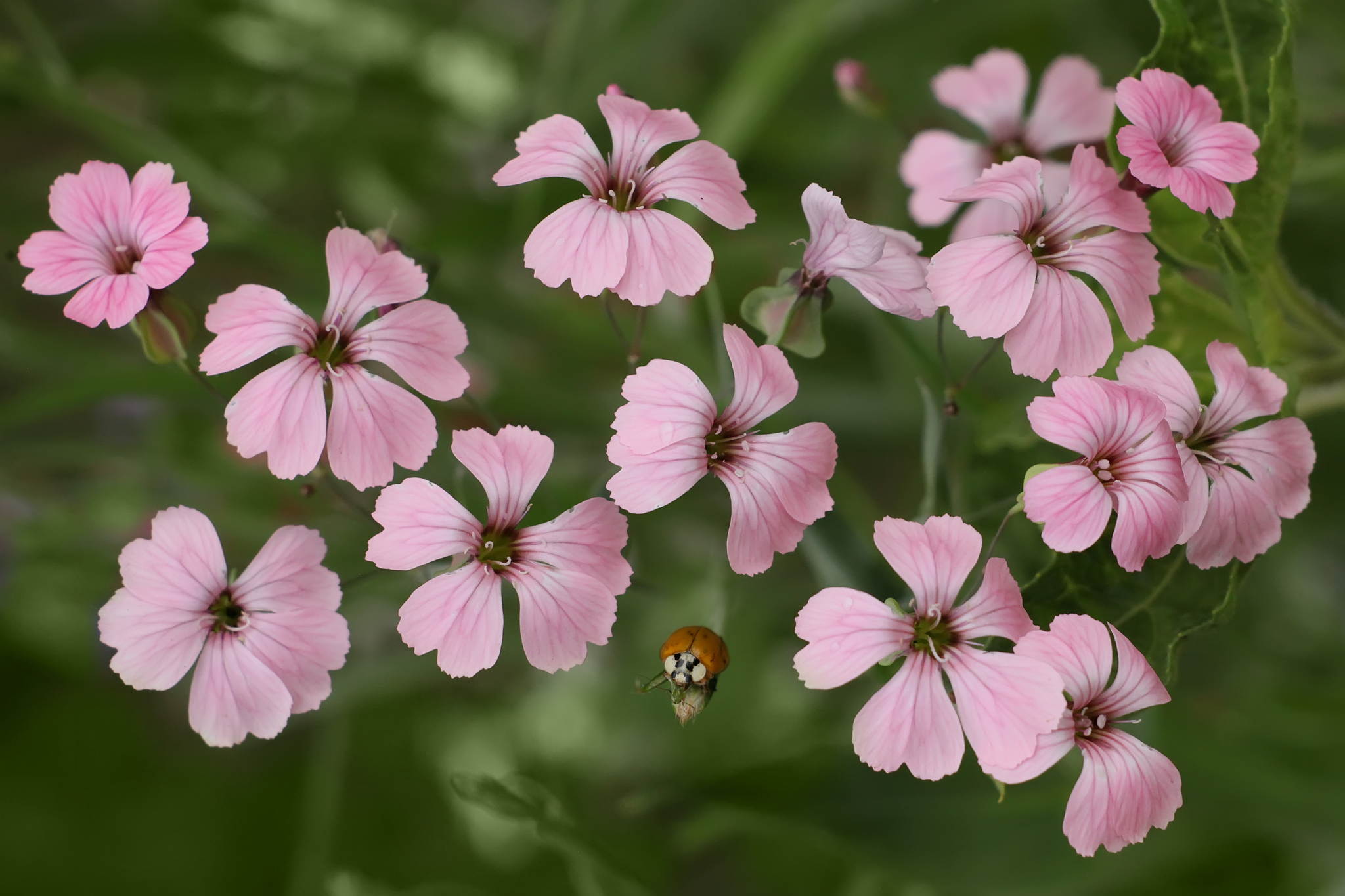 Blmelein und kferlein 19070449152 o