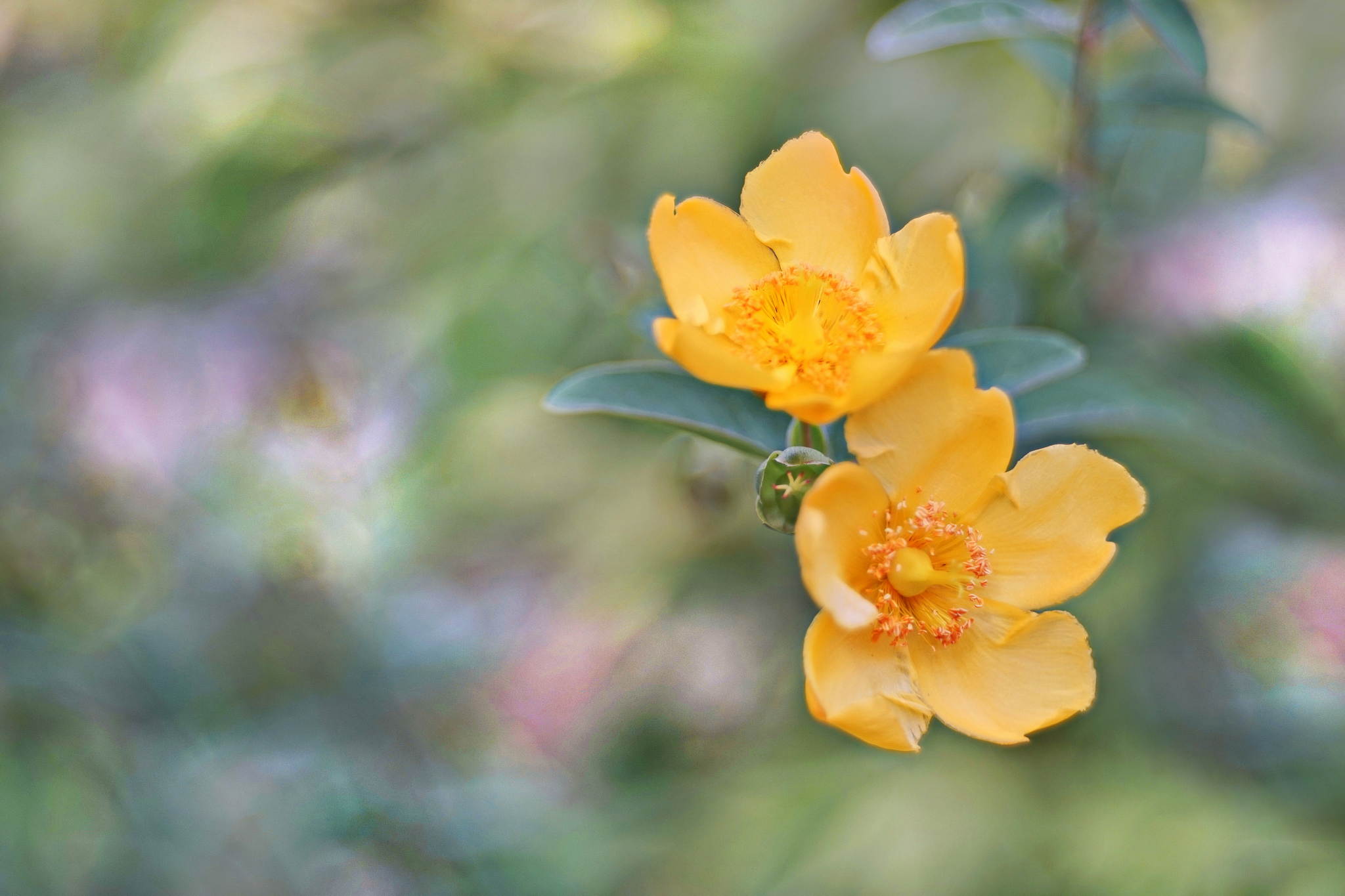 Blmelein 29686655456 o