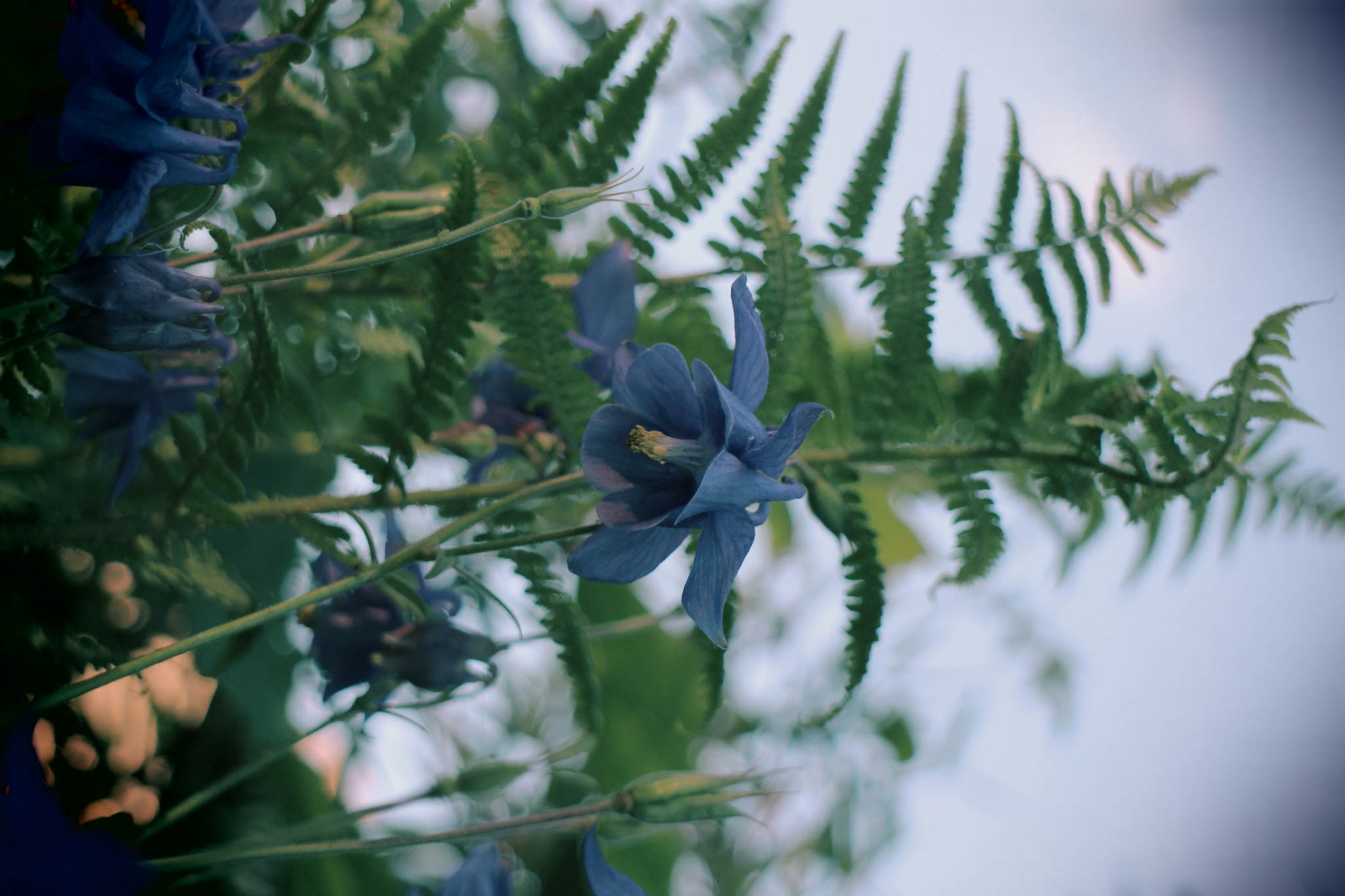 Blume und farn 14184094486 o