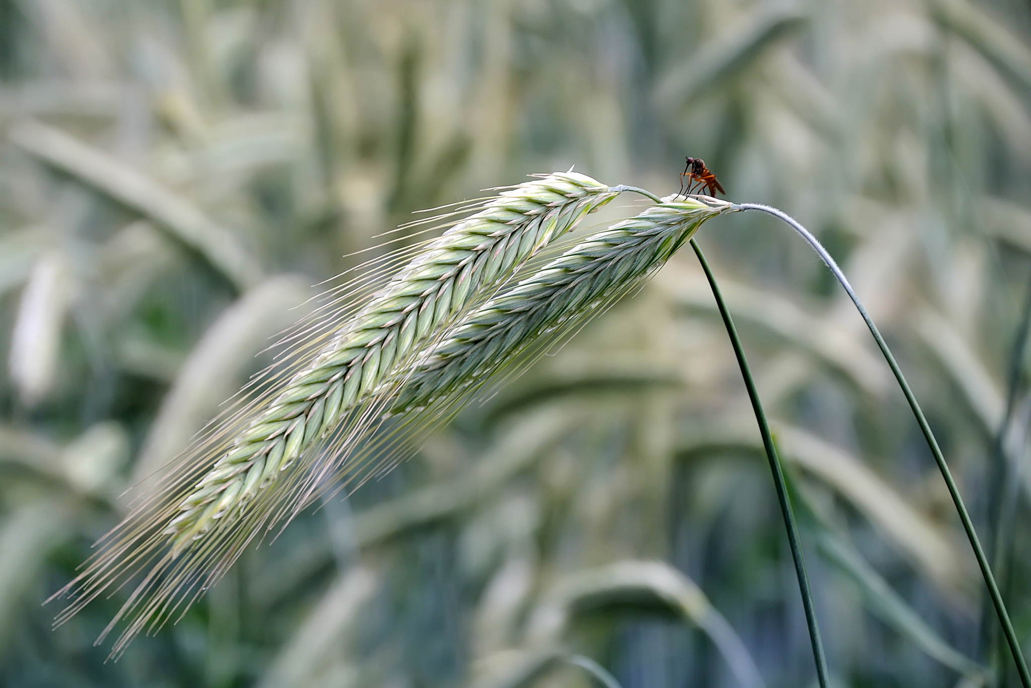 Der mit dem bohrer 9186518876 o