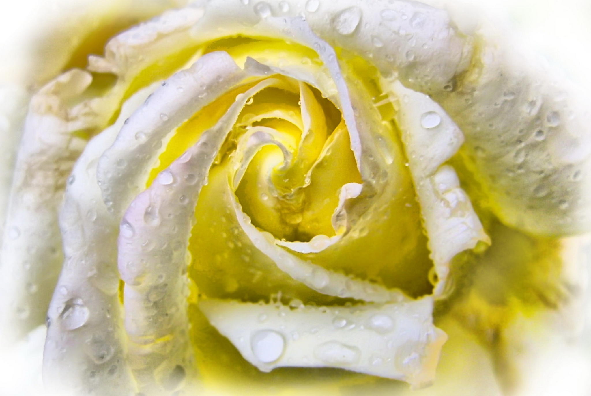 Eine rose 8491238303 o