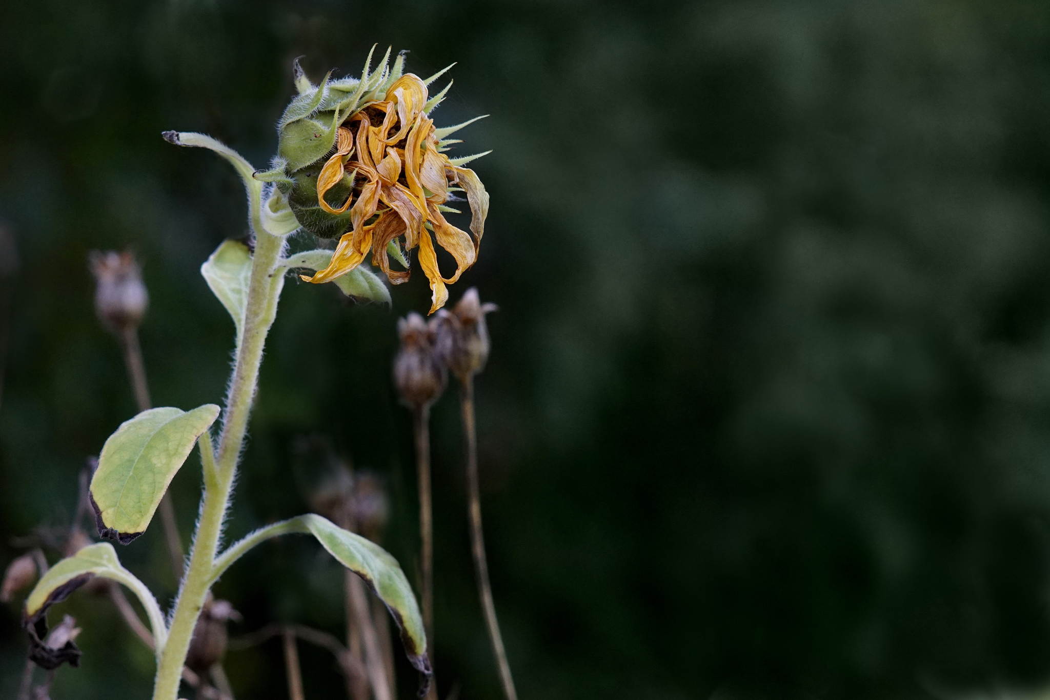 End of deadline 21141815378 o