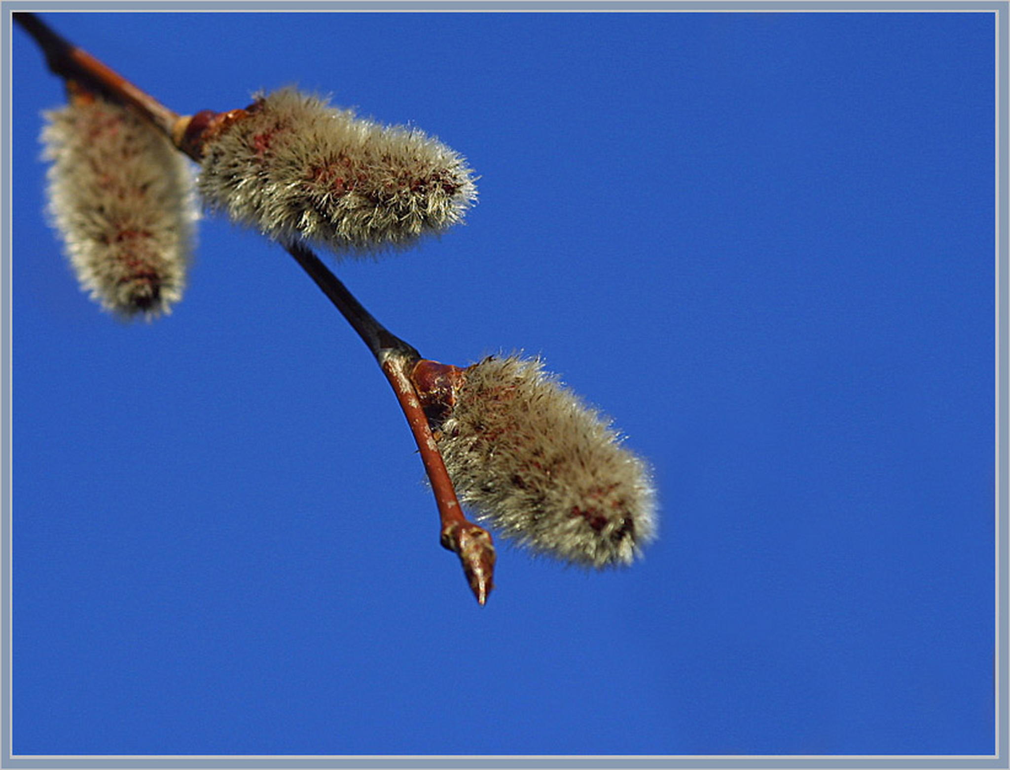 Frhling 6013690502 o