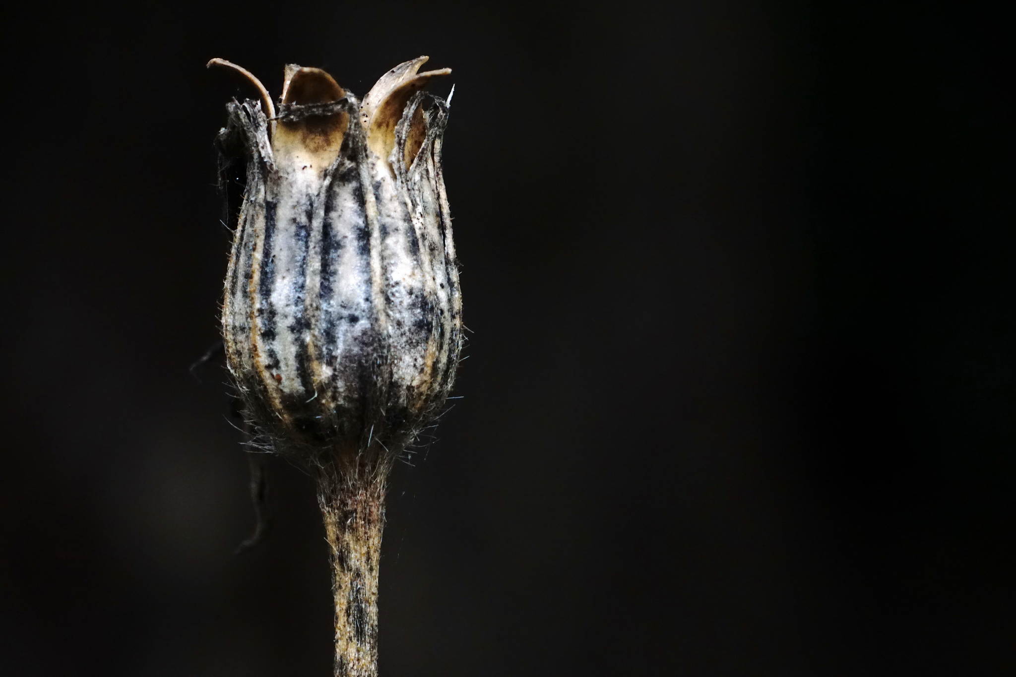 Frucht 21174182168 o