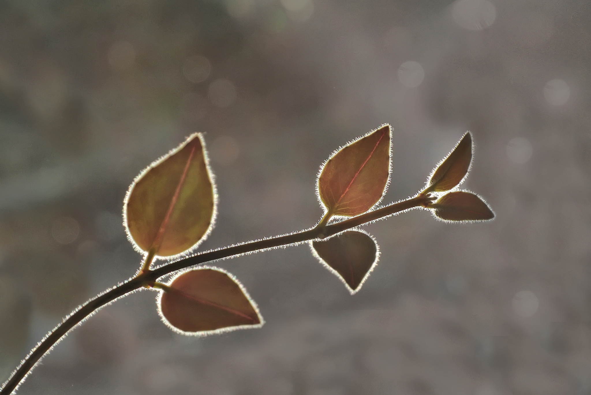 Gegenlicht 9143099546 o