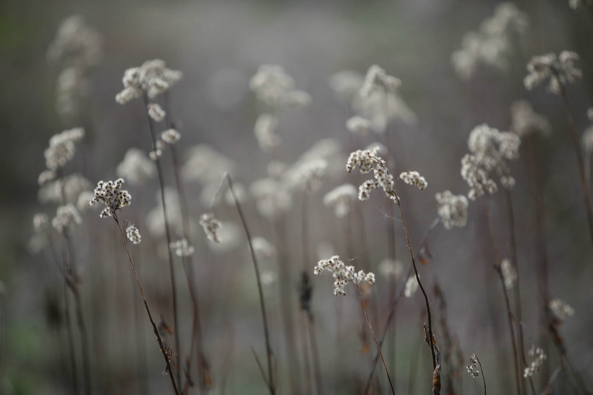 Geknickt original 13924515840 o