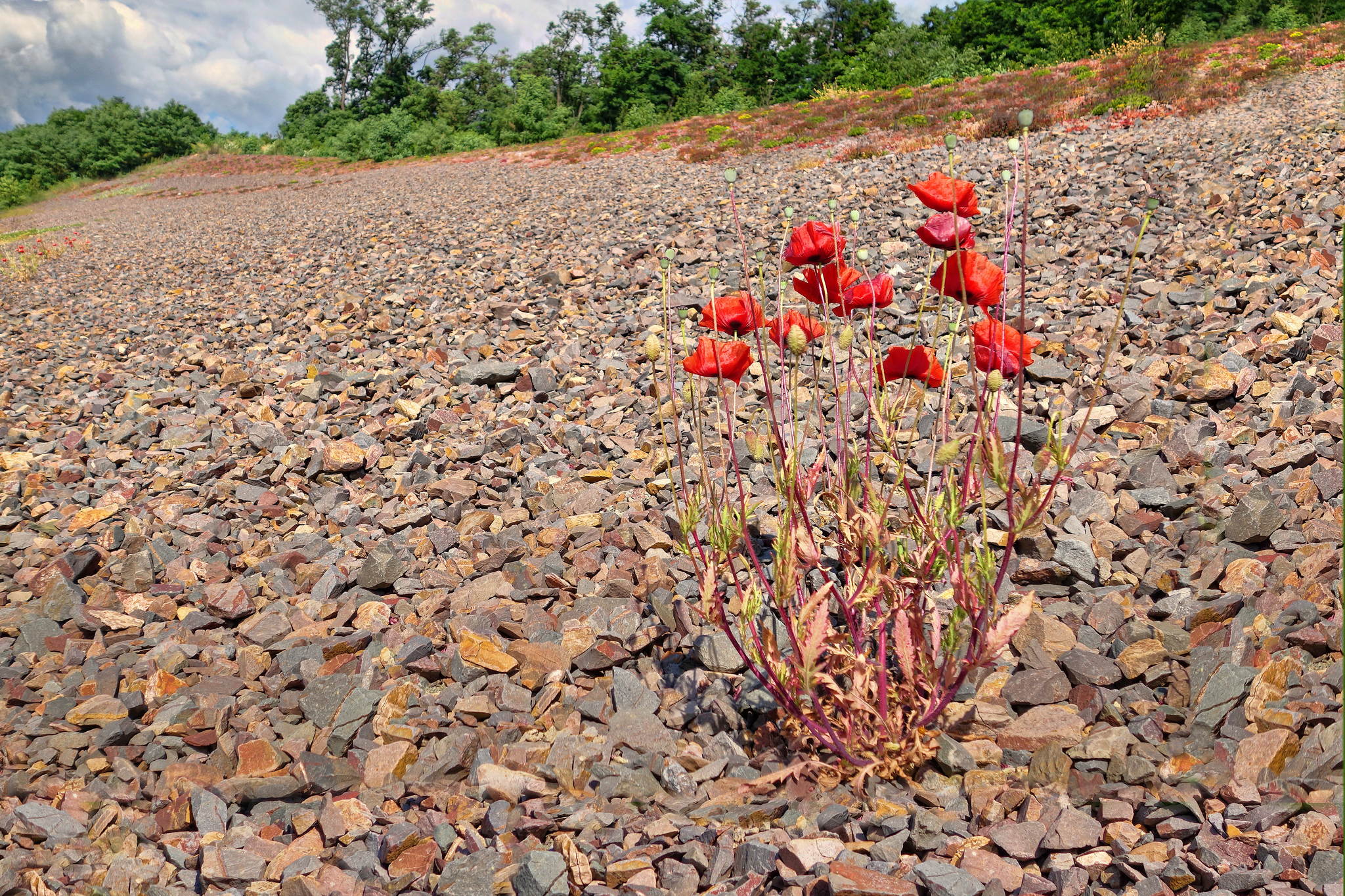 Heute ist mohntag 14436786284 o