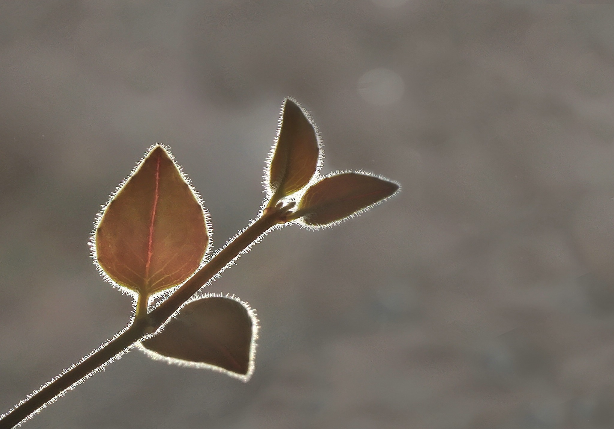 Im gegenlicht bearbeitet 9143240613 o