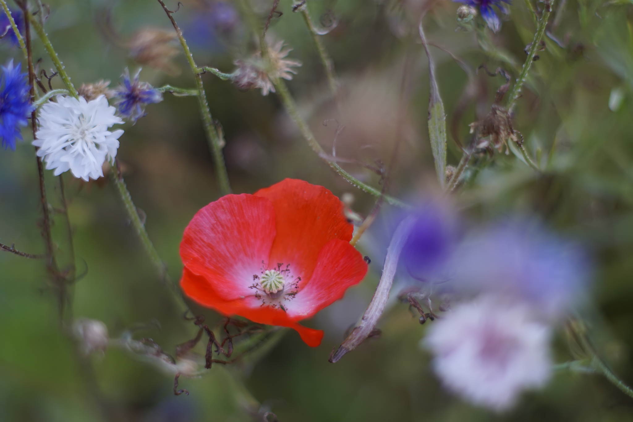 In der sommerwiese 20315925202 o