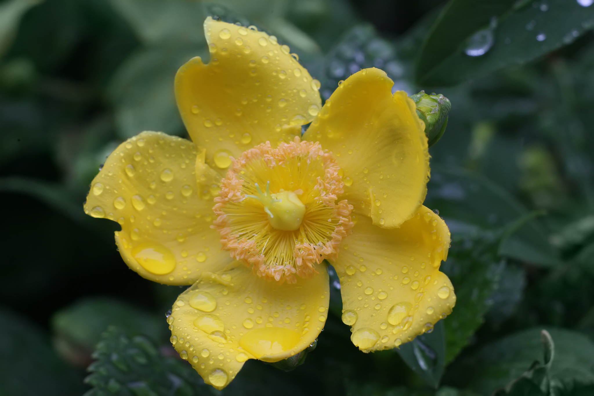 Johanniskraut 18745165948 o