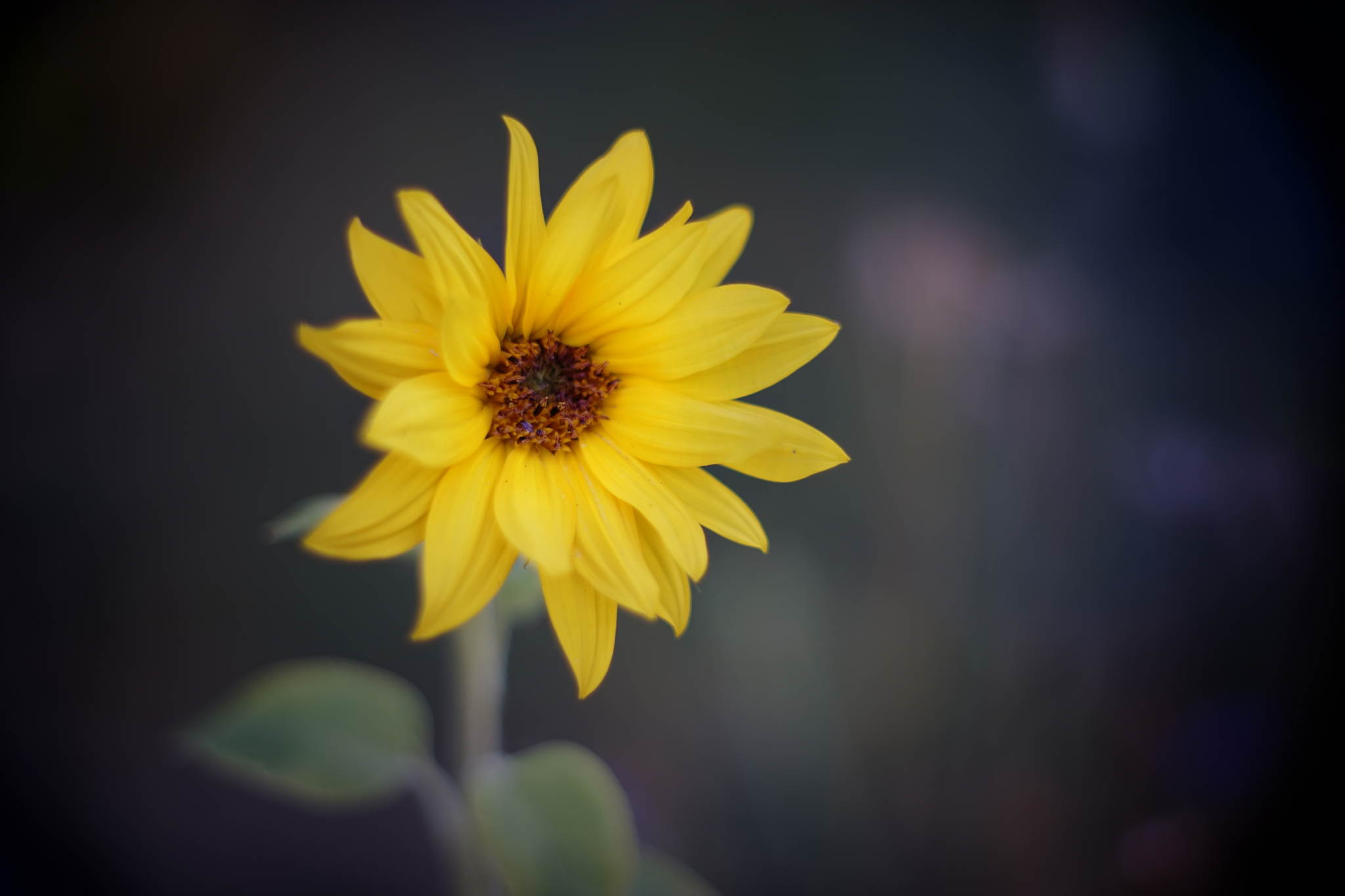 Kleine sonne 19701629184 o