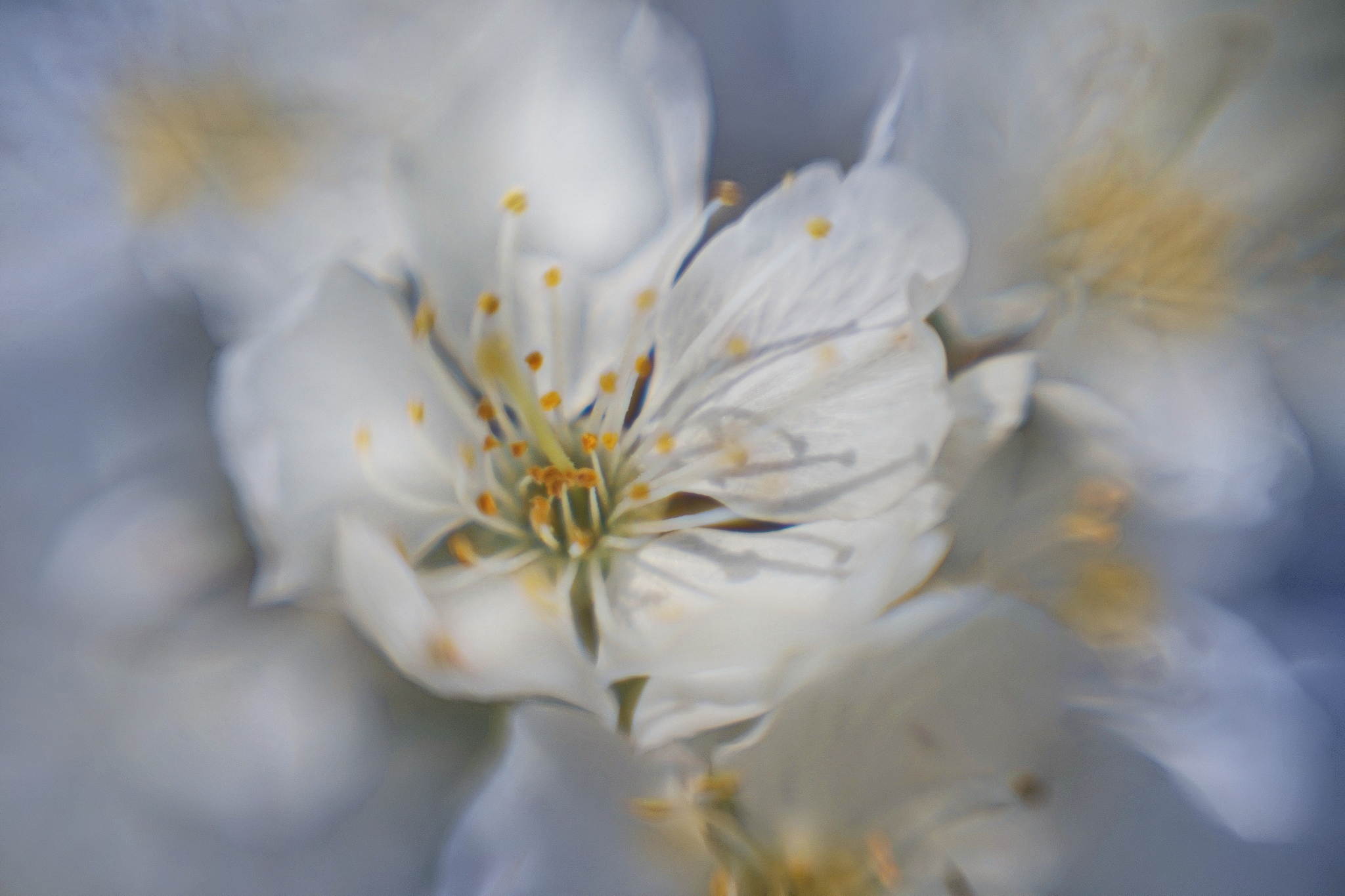 Konstruktor 65 52955770899 o