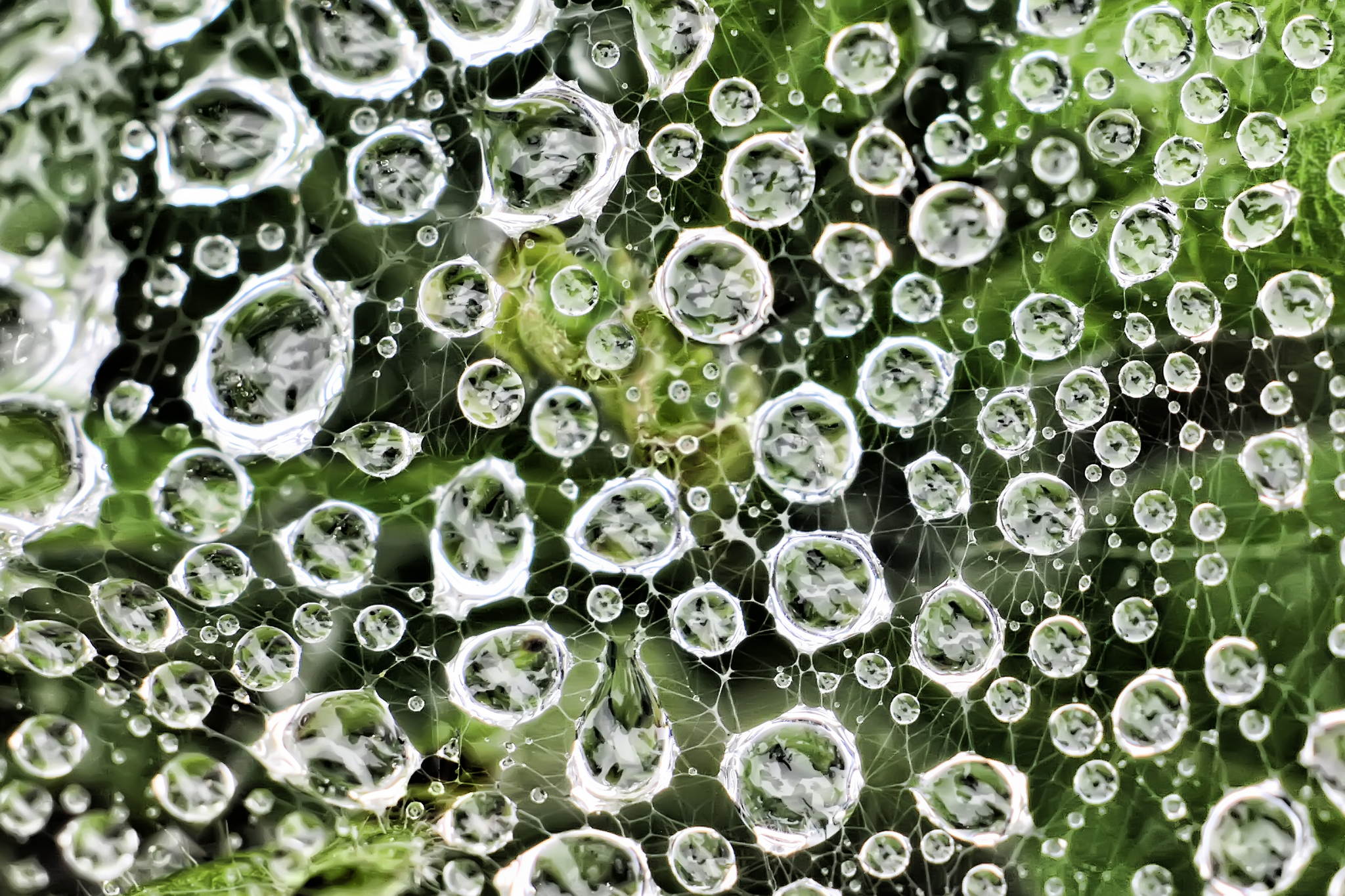 Mikrokosmos 18935076861 o