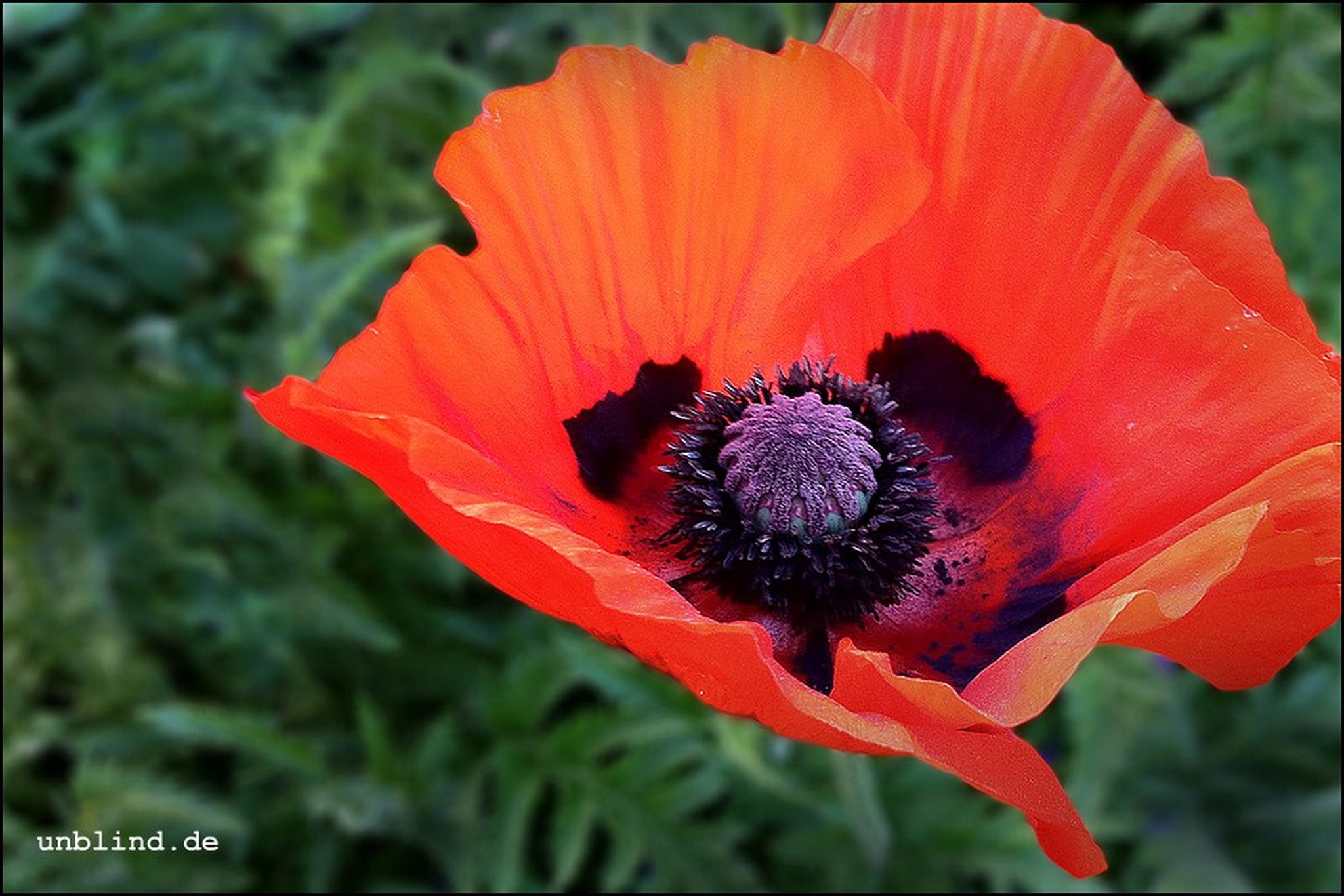 Mohnblume 7325440800 o