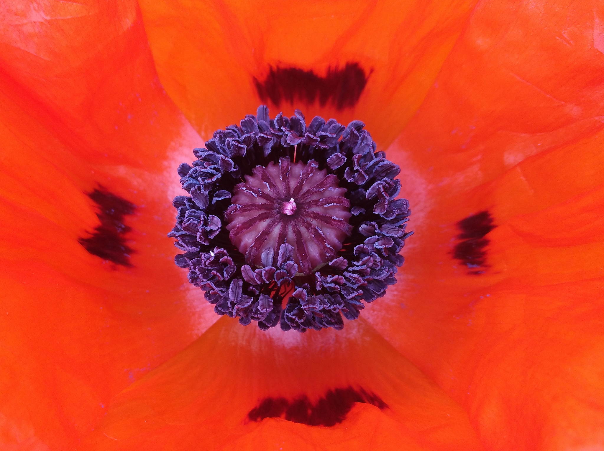 Mohntag 34837944185 o