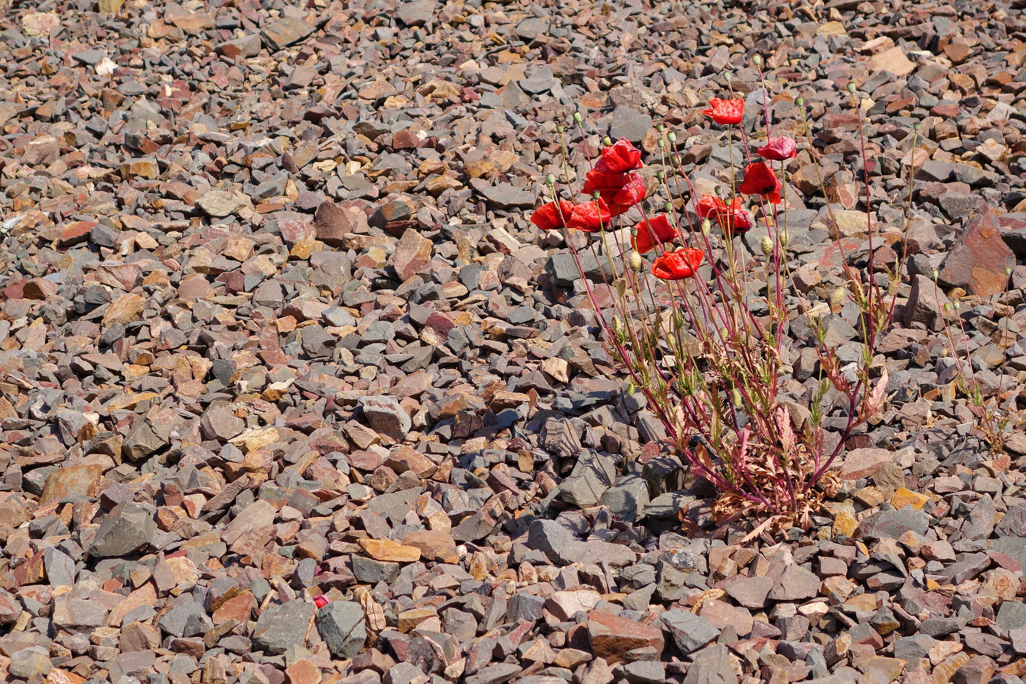 Noch ein bild vom mohntag 14436890204 o