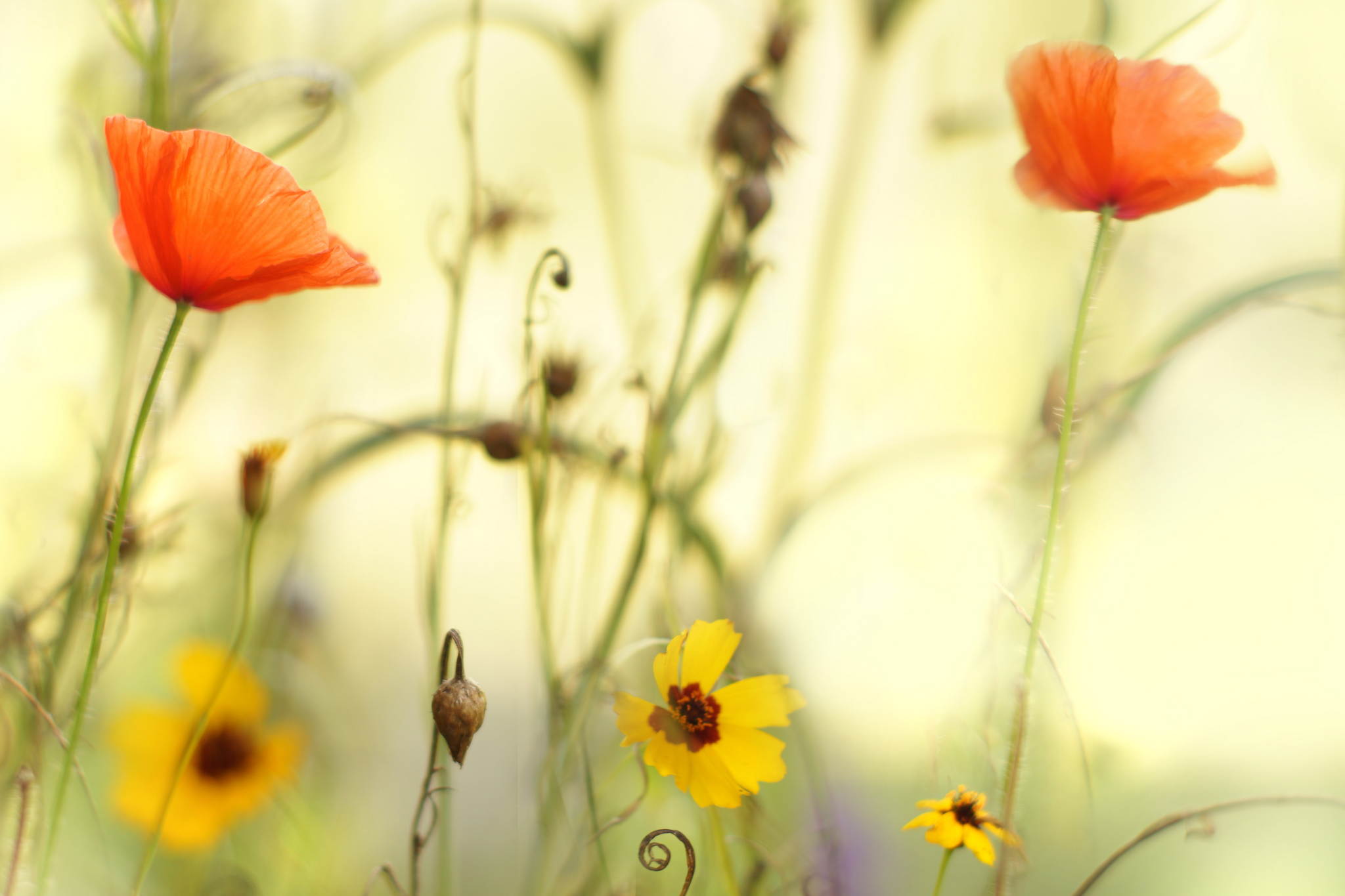 Noch ein bisschen sommer 20257301414 o