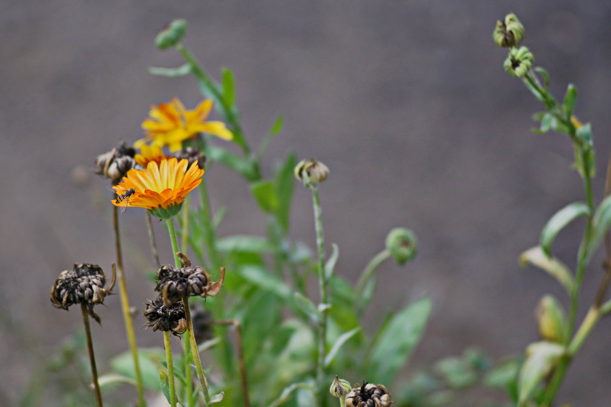 Plmchen 21303429296 o