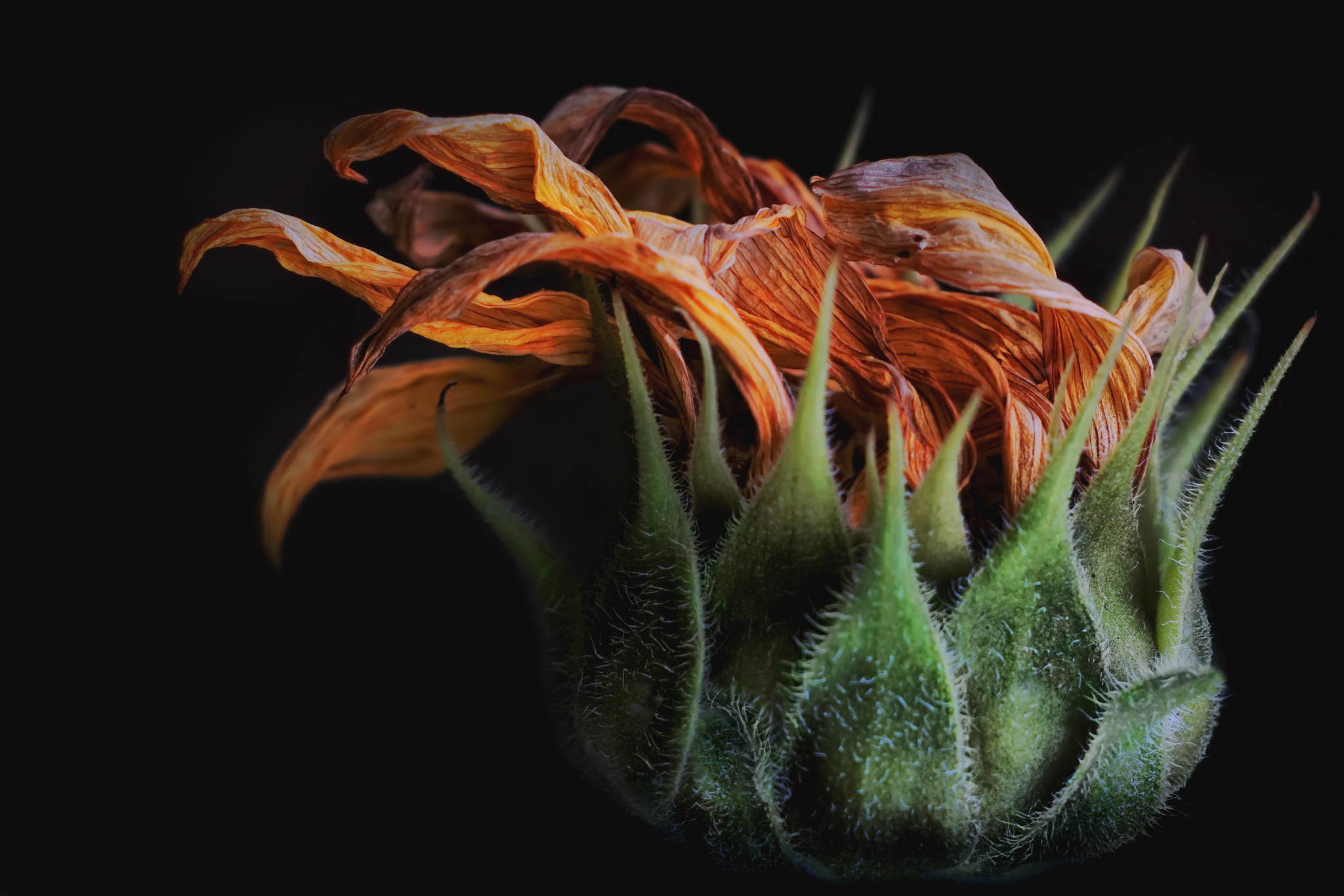 Schnheit des sterbens 21335800946 o