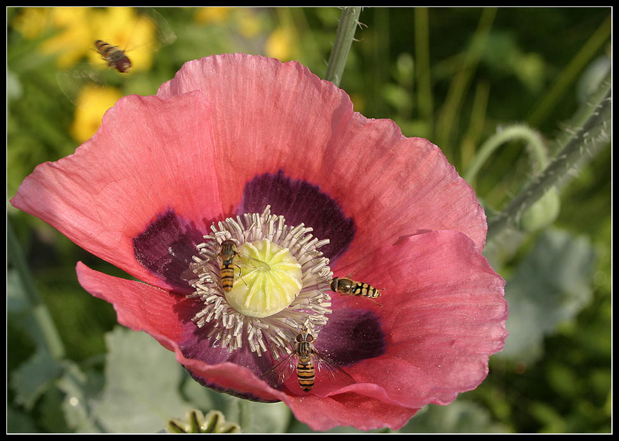 Schwebfliegenbrunch 6011375068 o