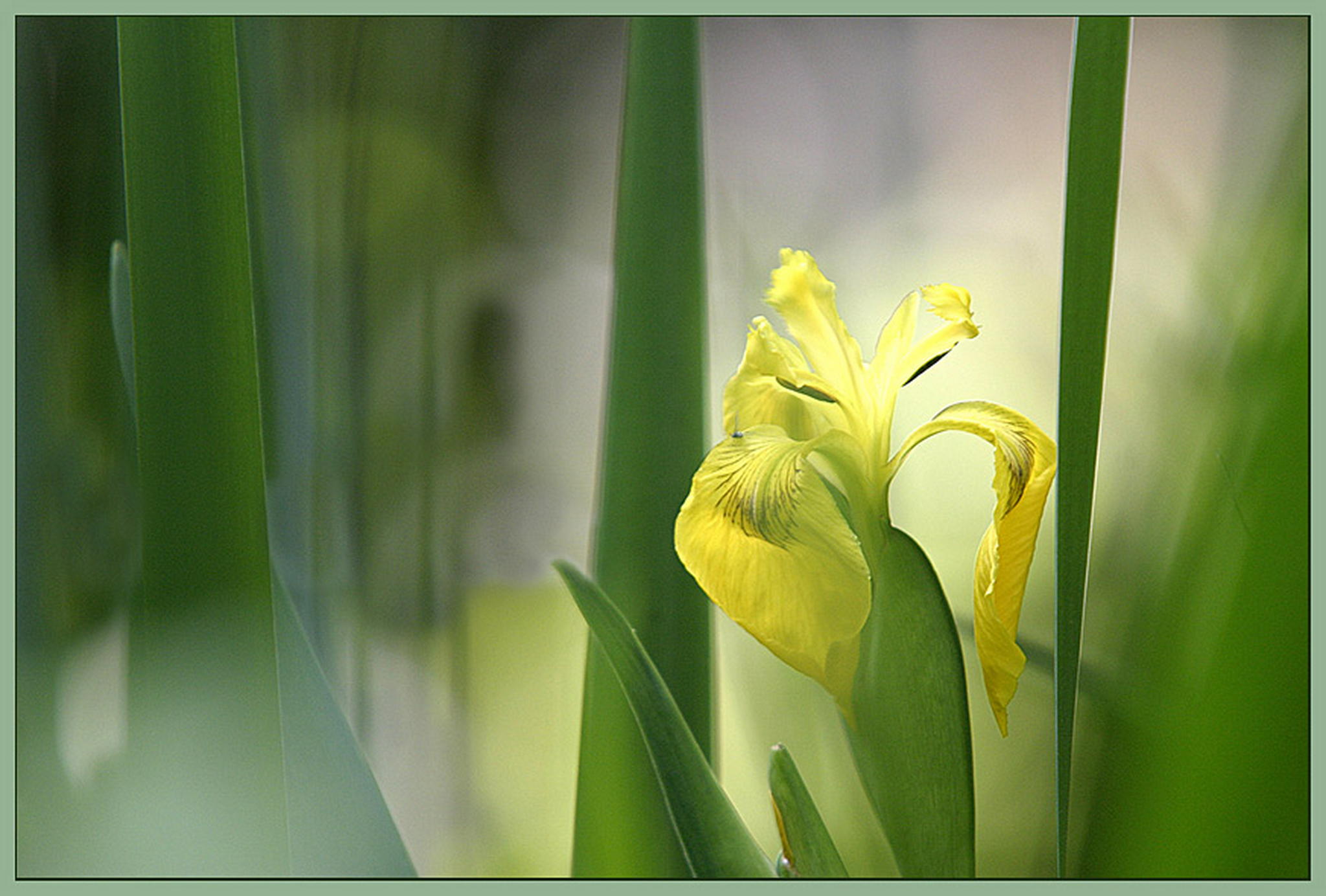 Softlilie 6010826307 o