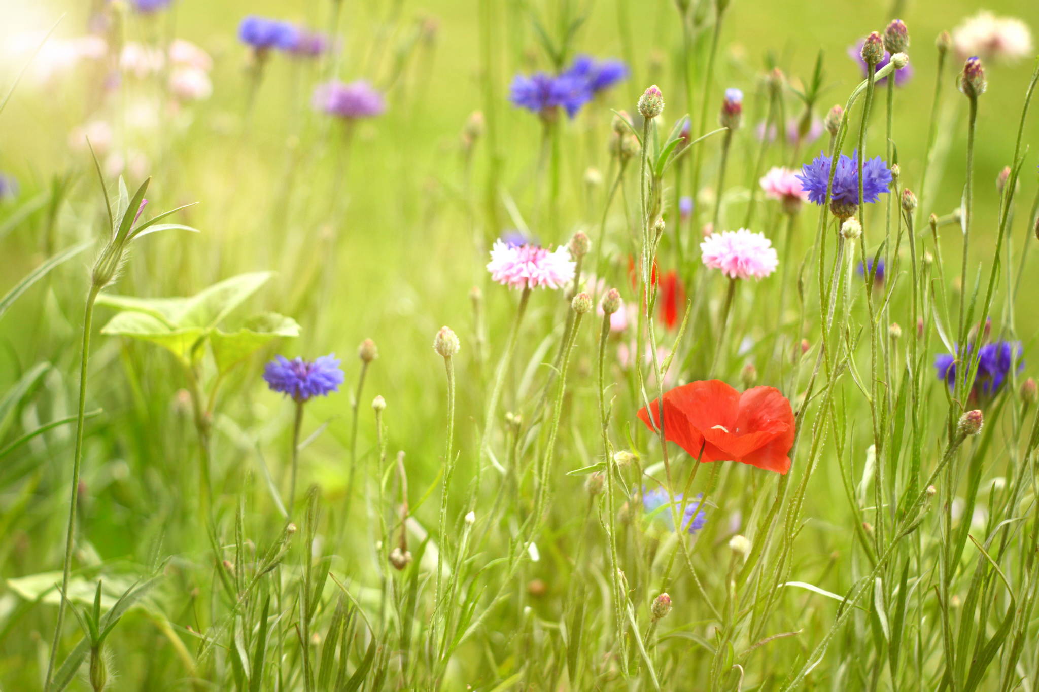 Sommer 19102223189 o