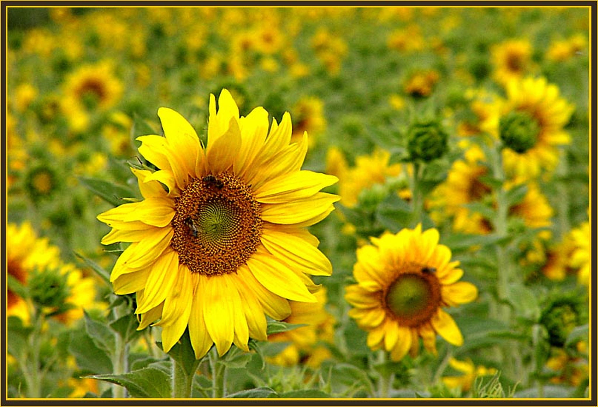 Sonnenanbeter 1 6013137885 o