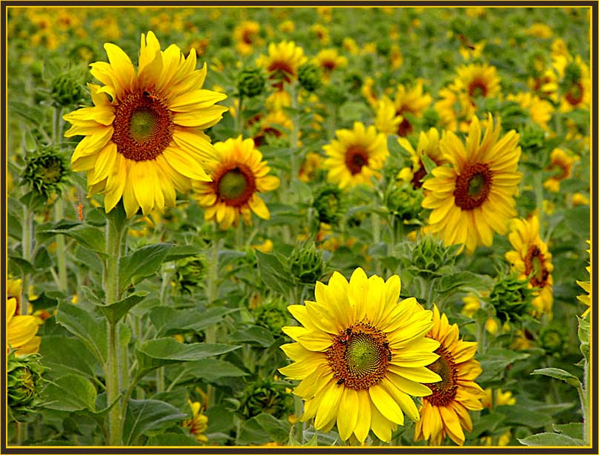 Sonnenanbeter 6013685678 o