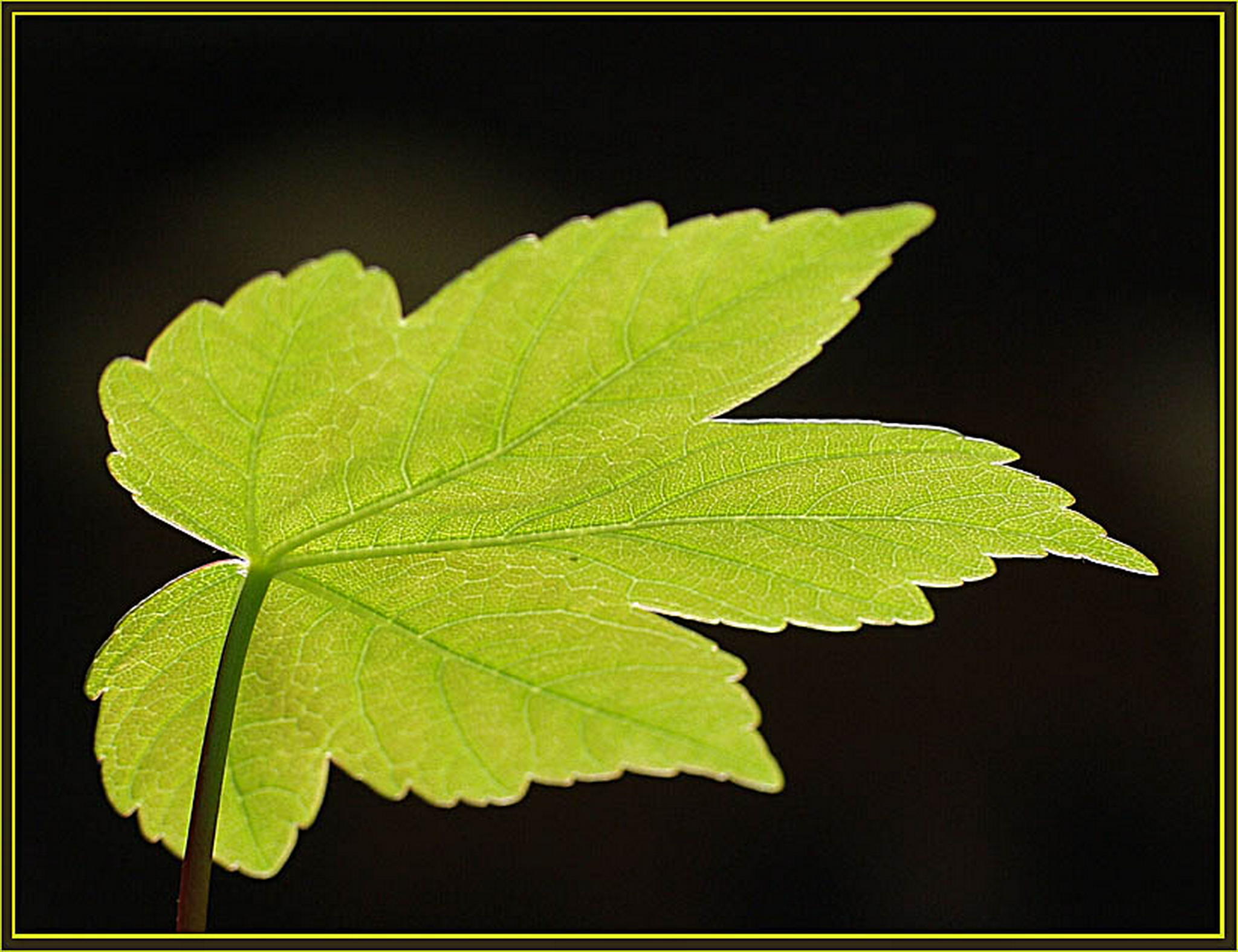 Sonnengestrahlt 6013134873 o