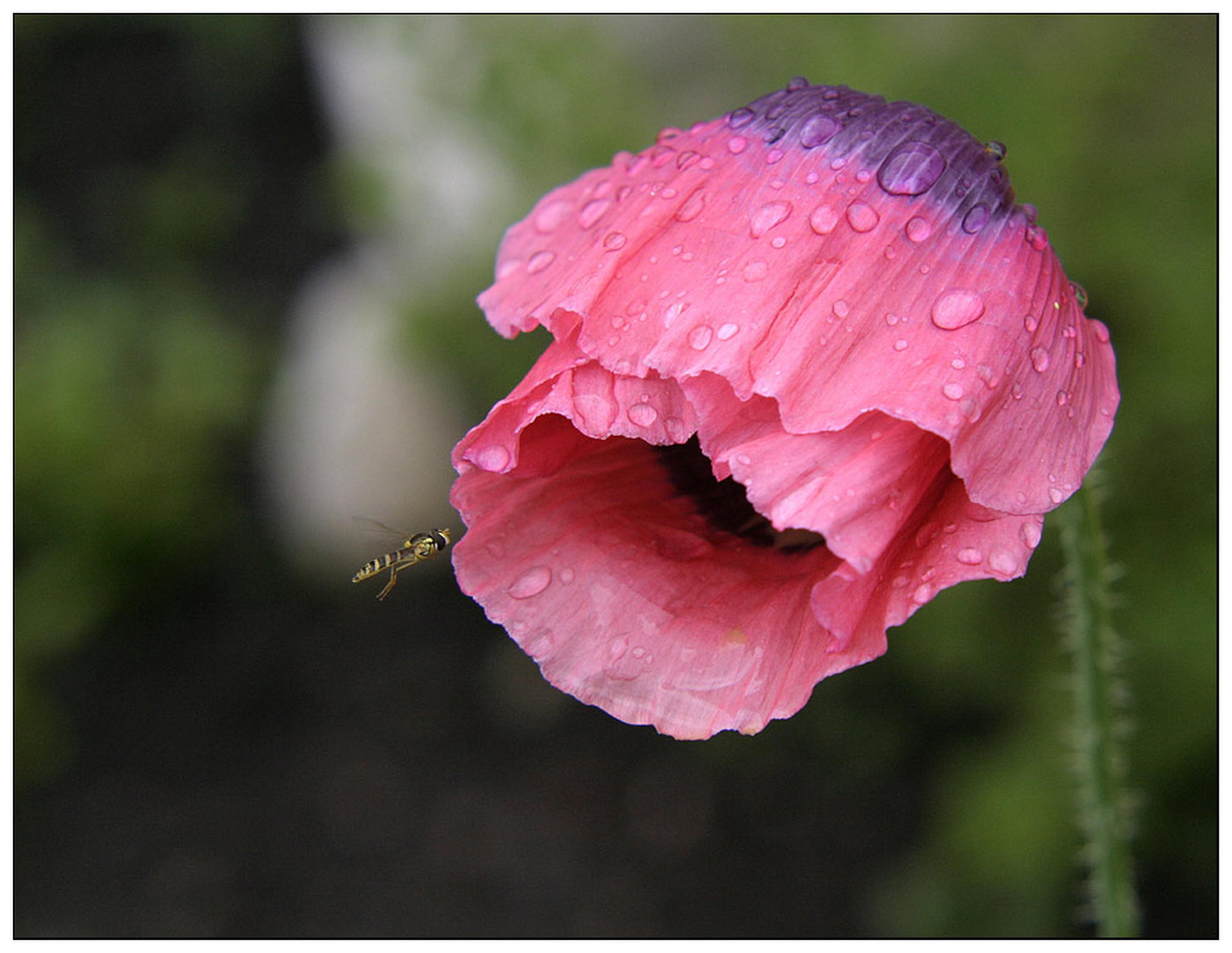 Stipvisite 6011375786 o