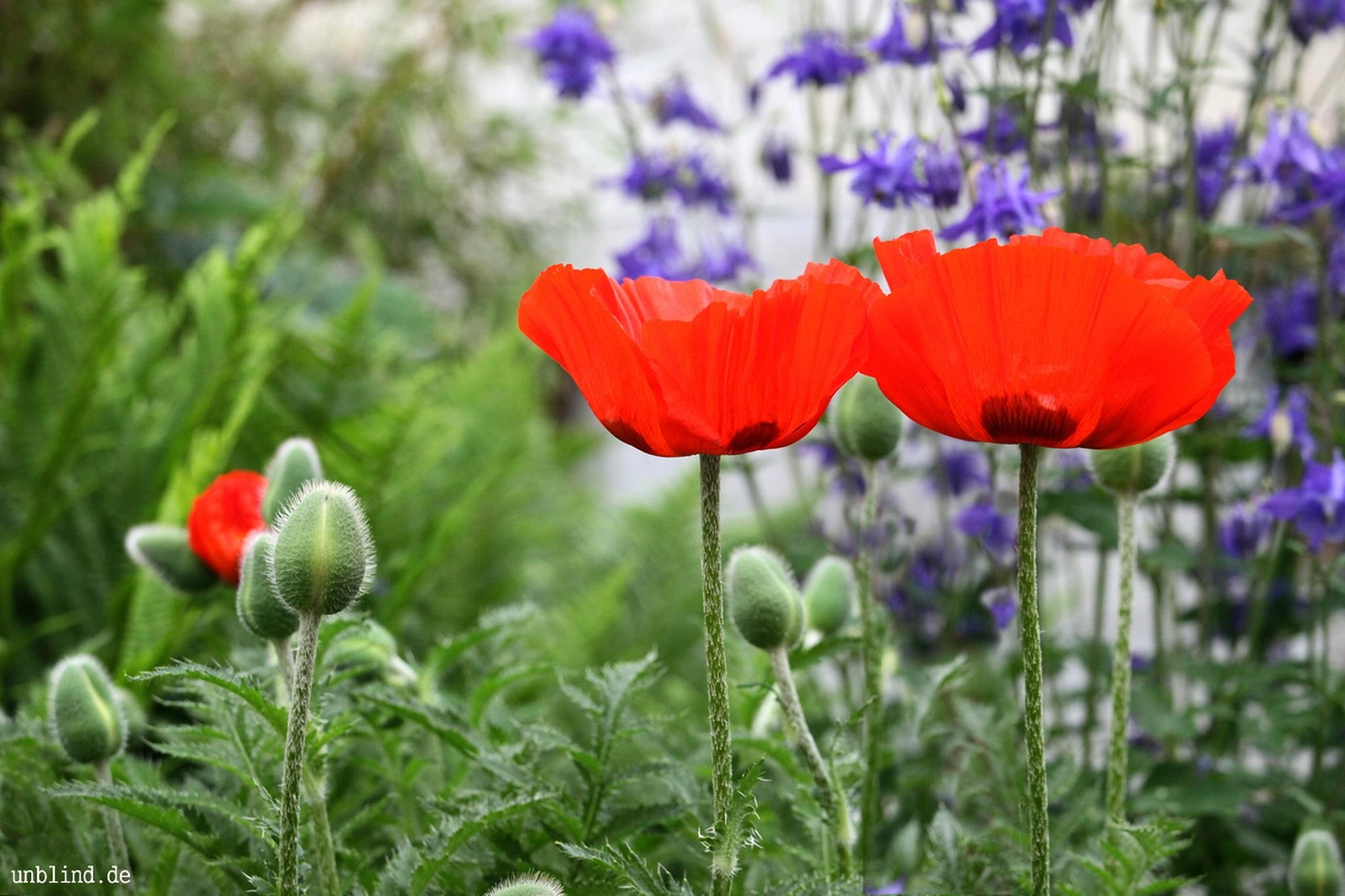 Twins mohn 1 7260869080 o