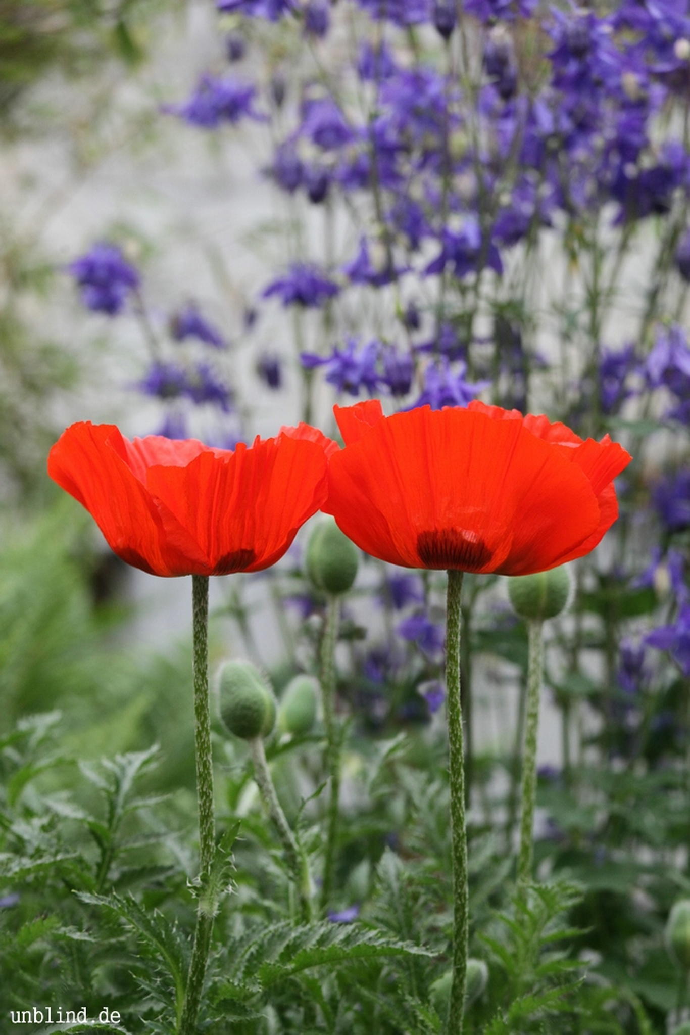 Twins mohn 2 7260868700 o