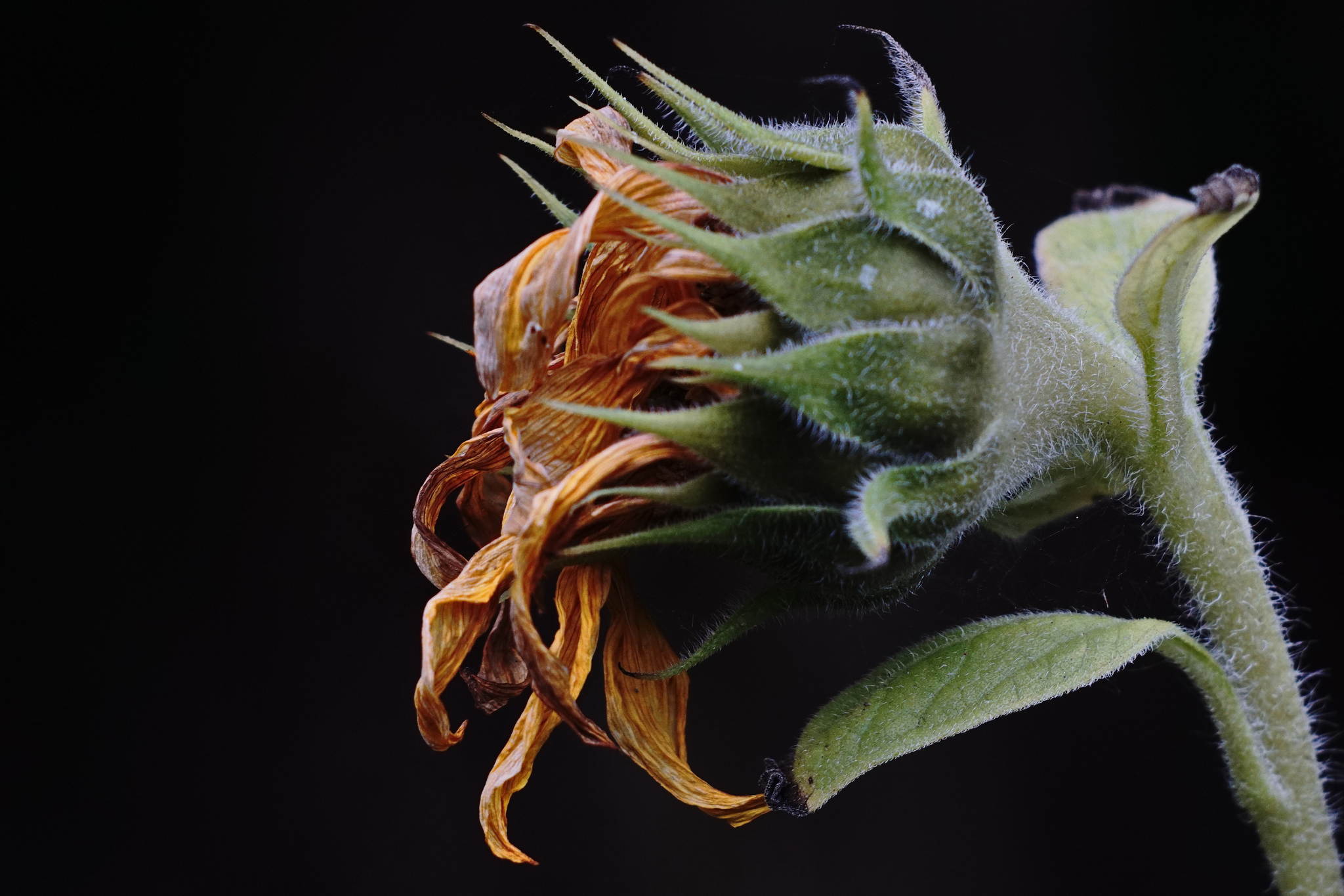 Untergehende sonne 21347703026 o