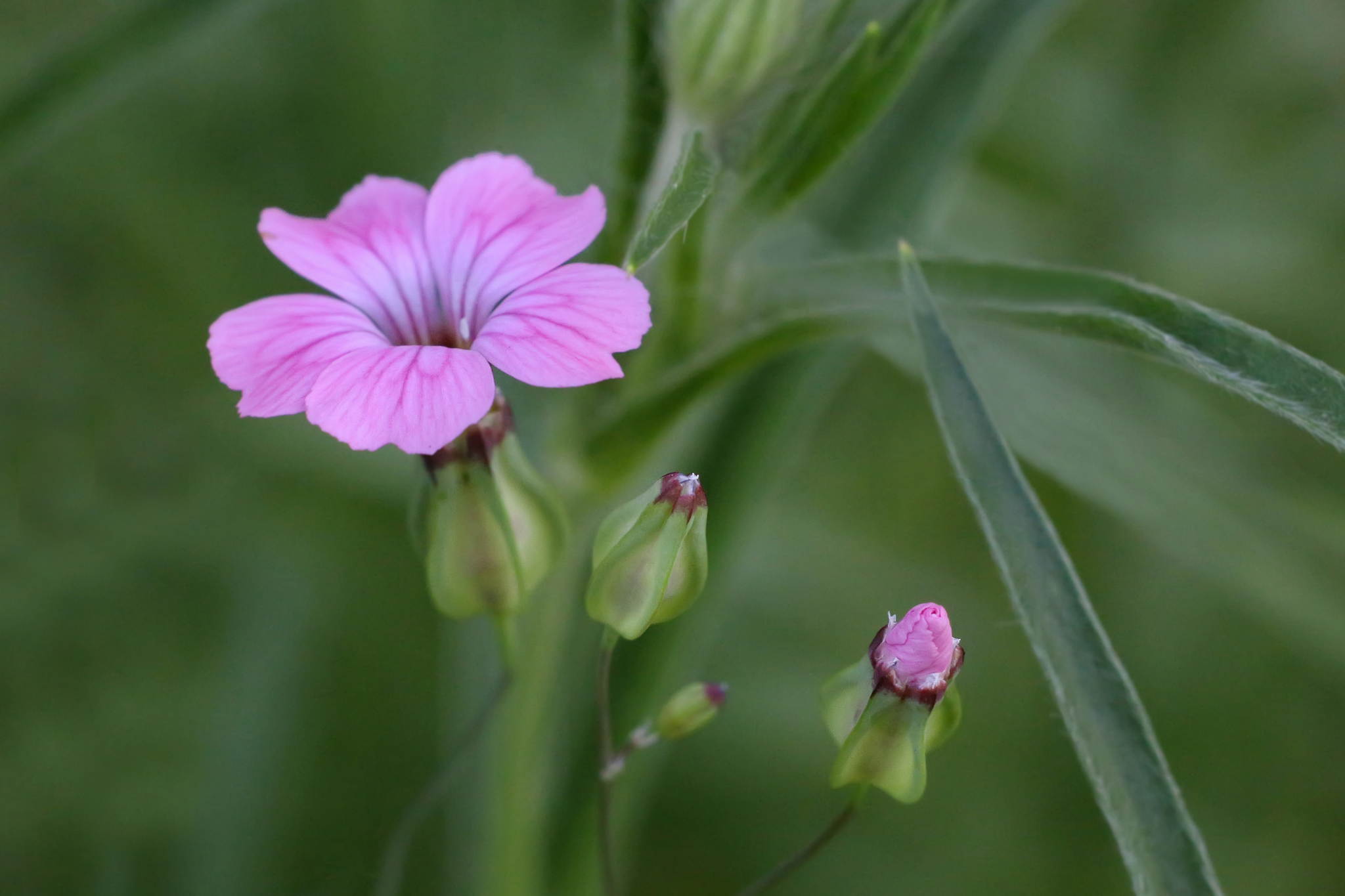 Ur4a1011 18770812502 o