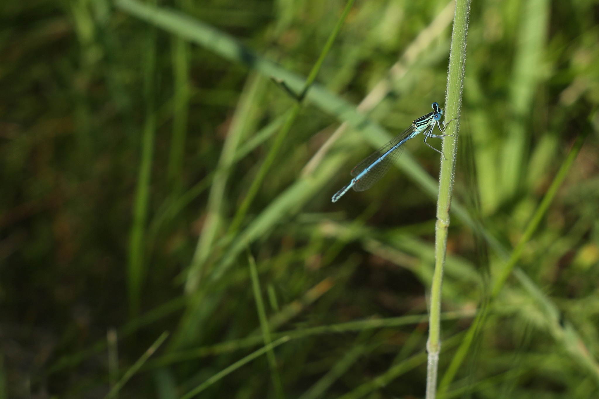 Ur4a1135 18588081140 o