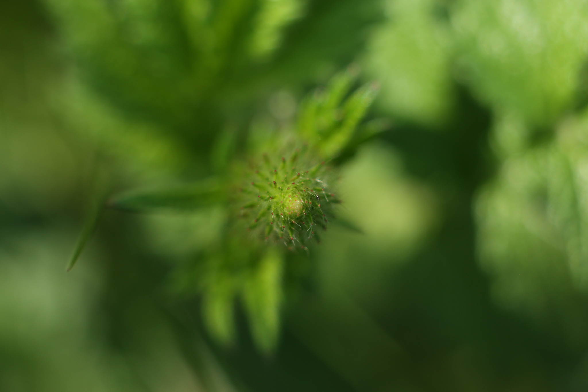 Ur4a1138 18153193294 o