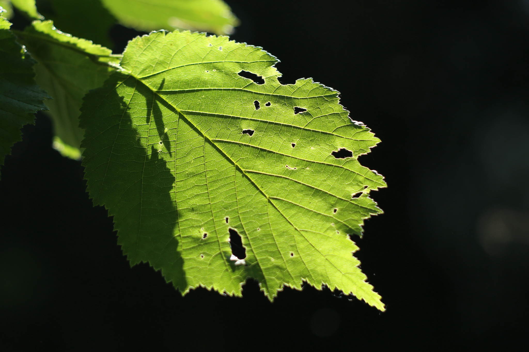 Ur4a1165 18155152753 o