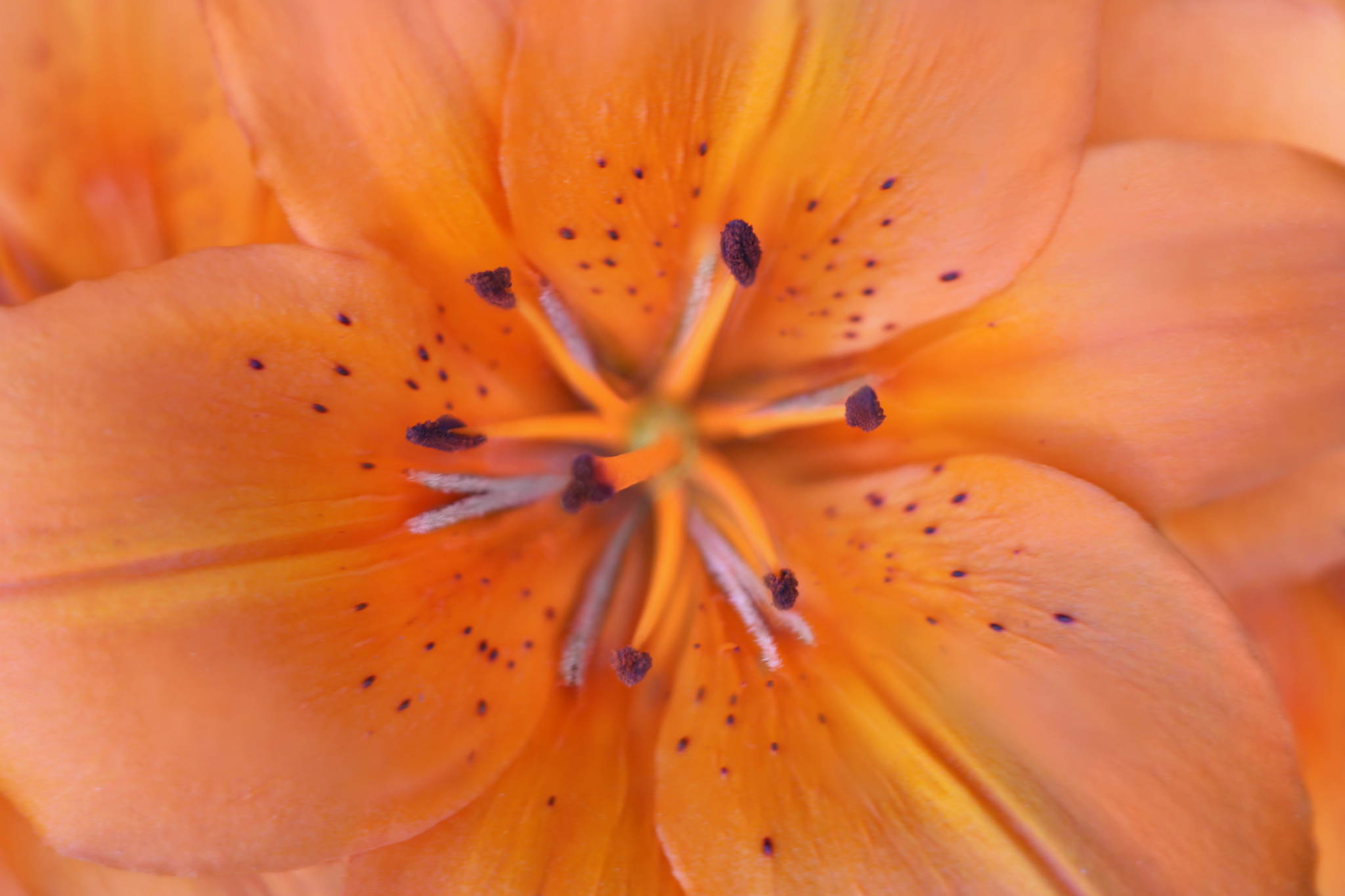 Ur4a1229 18603599820 o