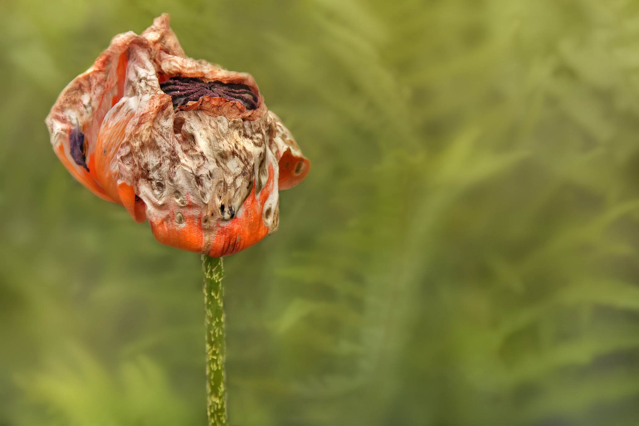 Vergangen 14167998369 o