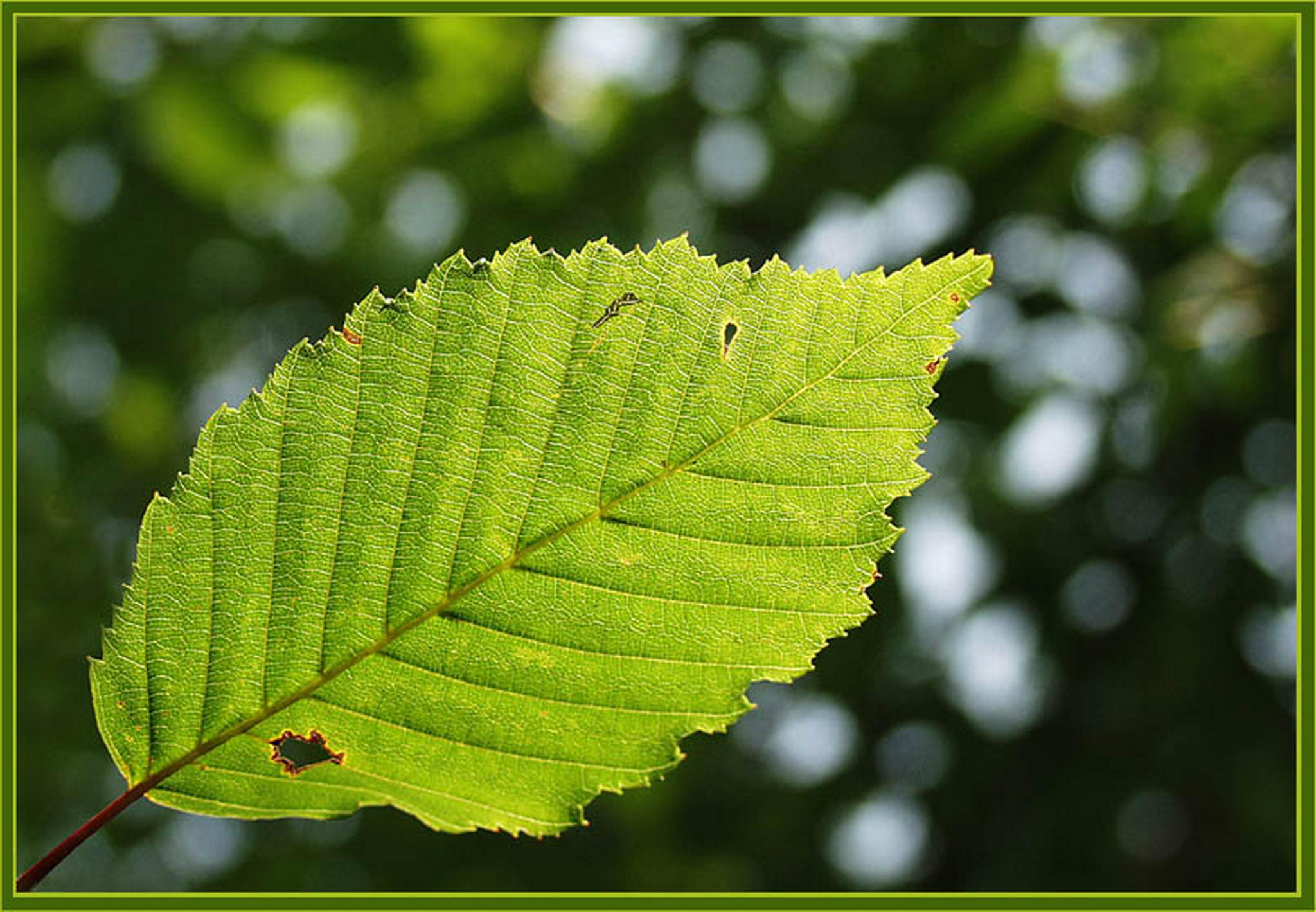 Vollbiologisch 6013138881 o