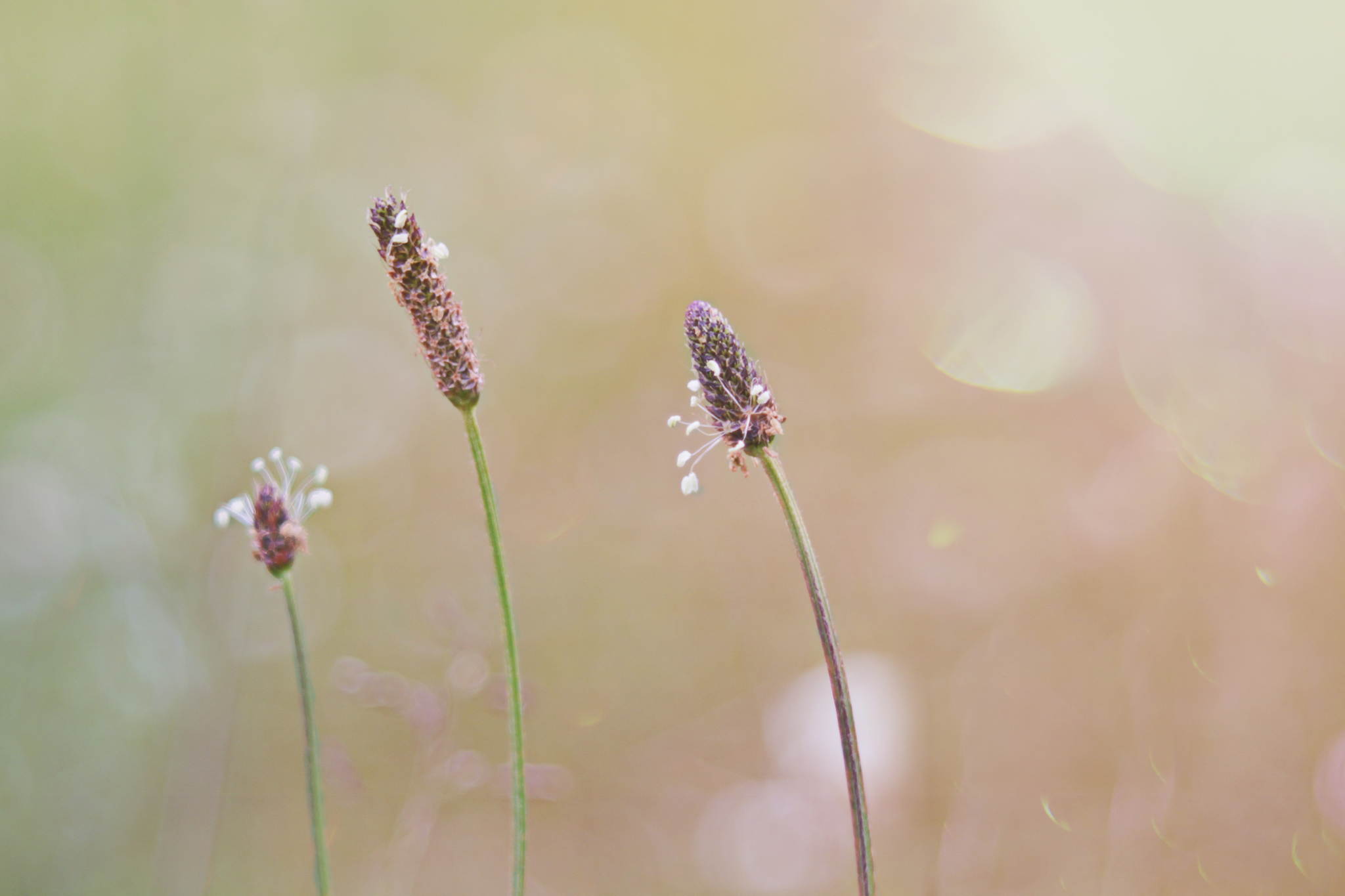 Wegerich 14396404185 o