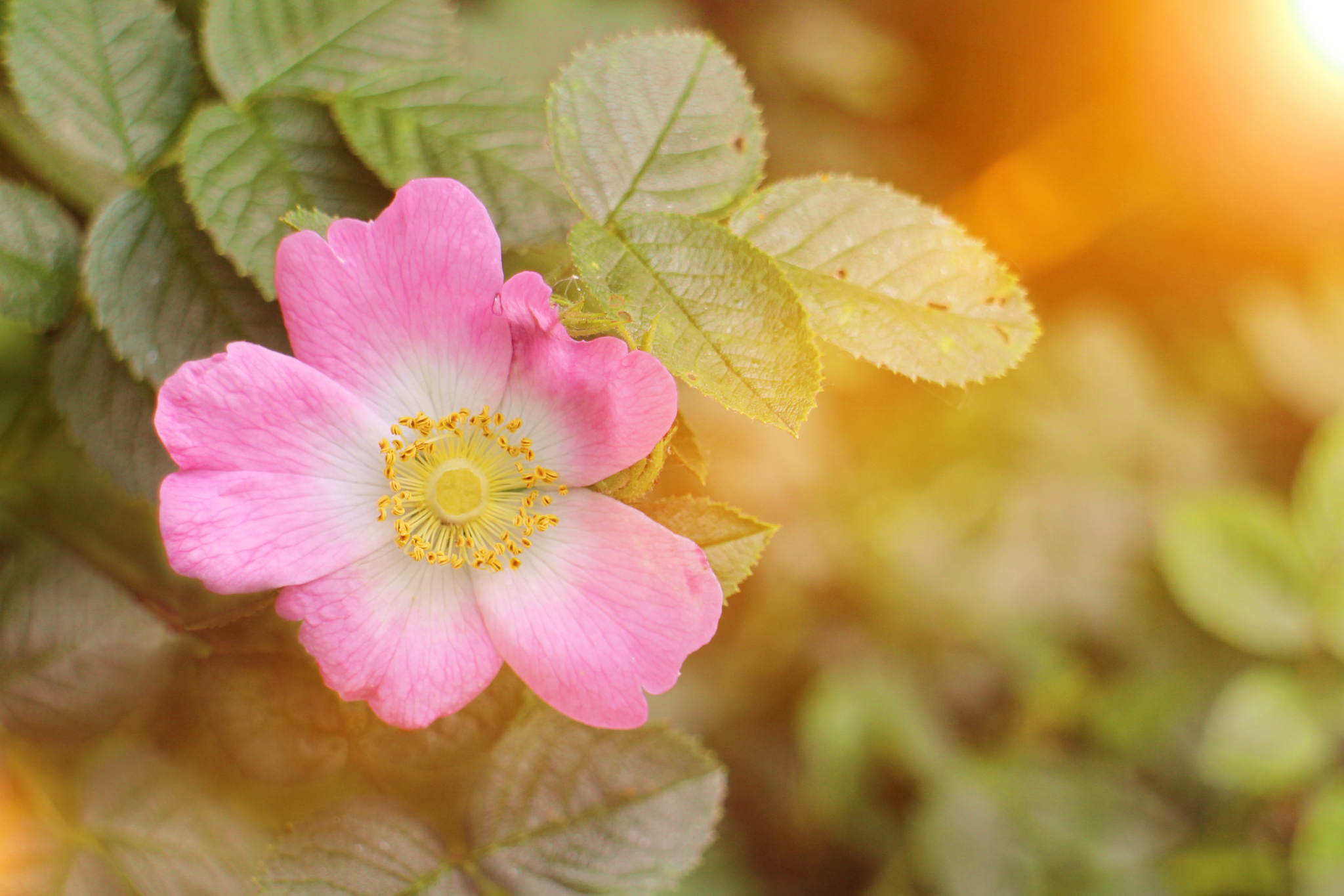 Wildrose 14209918557 o