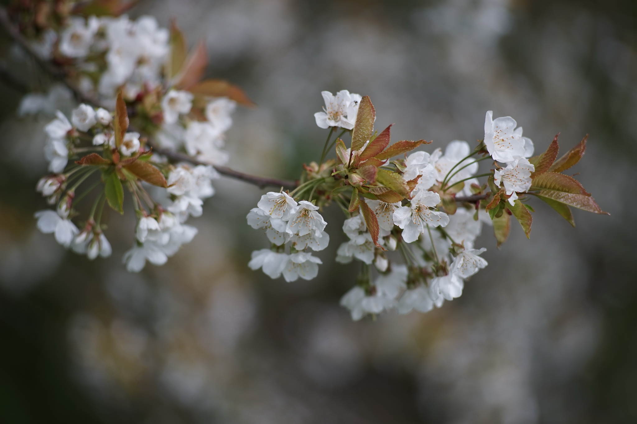 Zaghafter frhling 26733774825 o