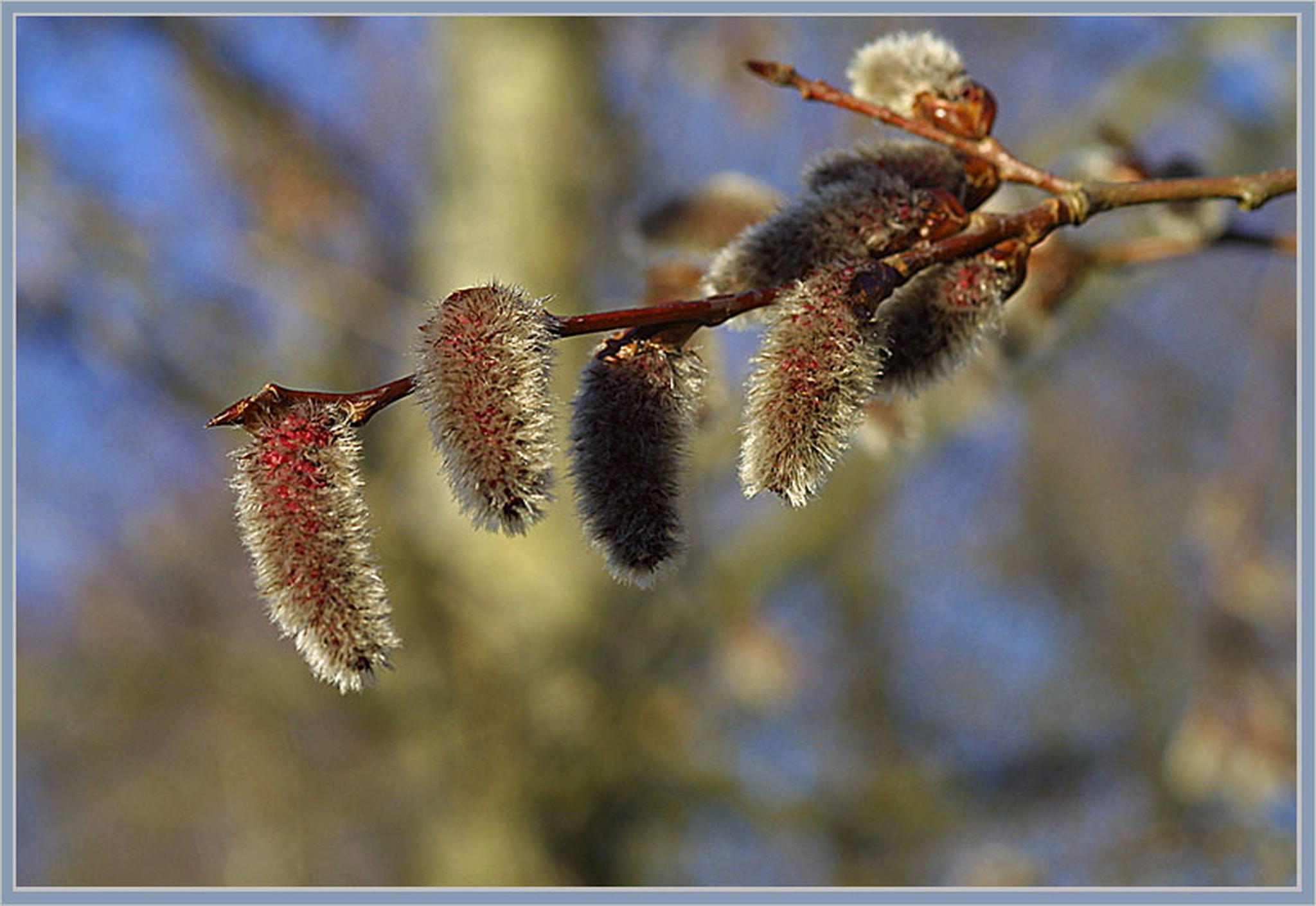 Ziemlich frh 6013142863 o