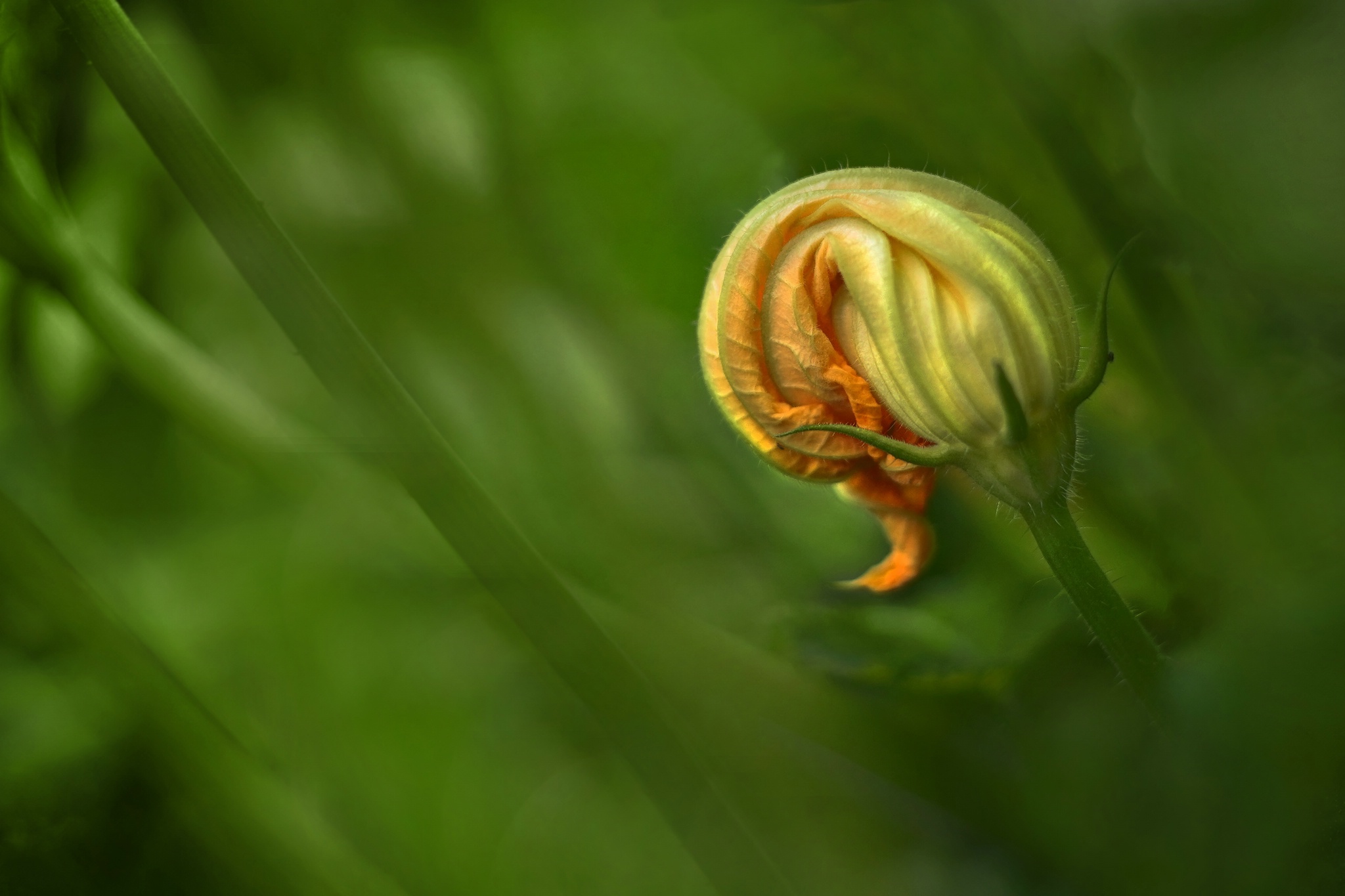 Zucchini 53919512270 o