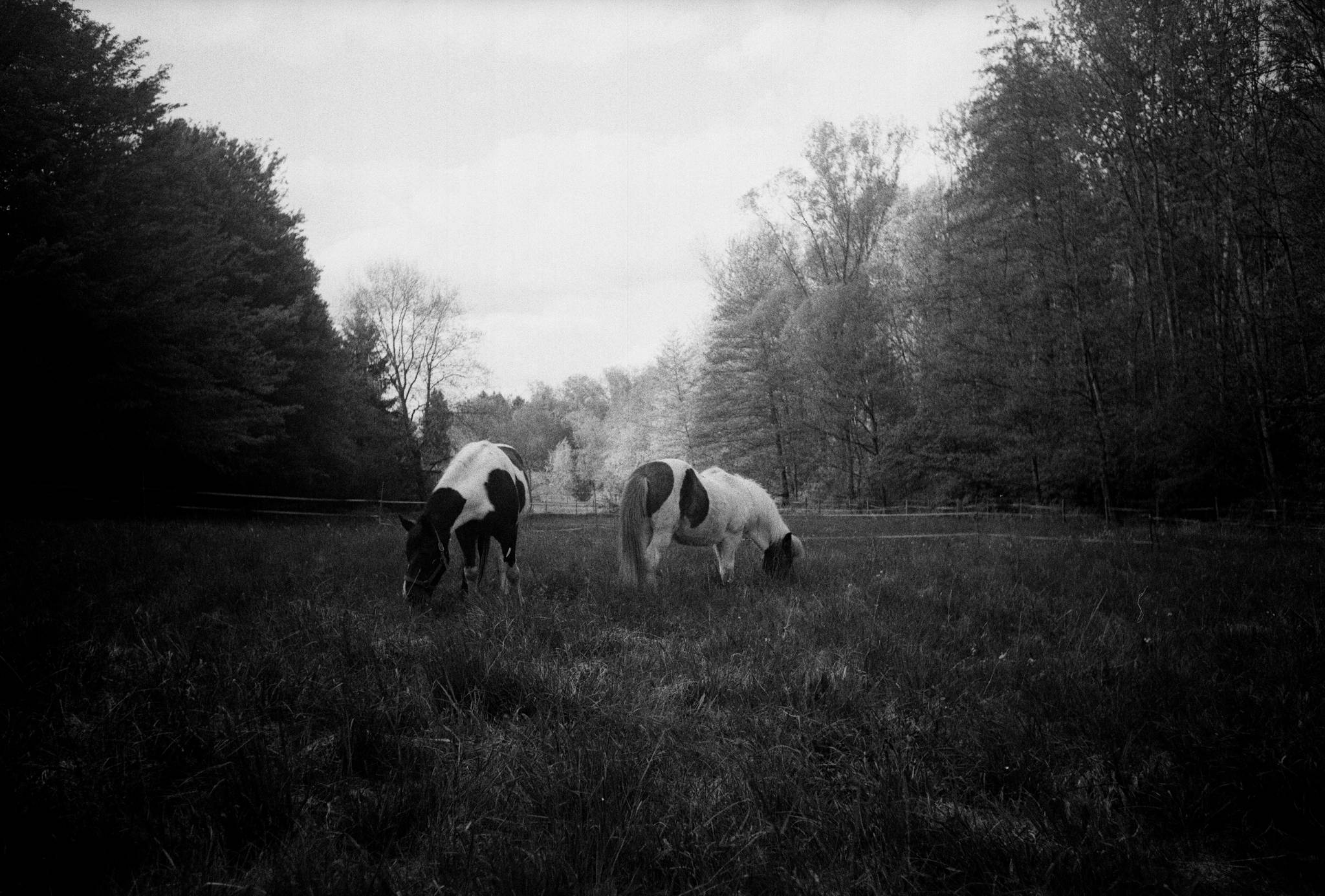 2018 04 25 leica iii summaron 28 28089003838 o