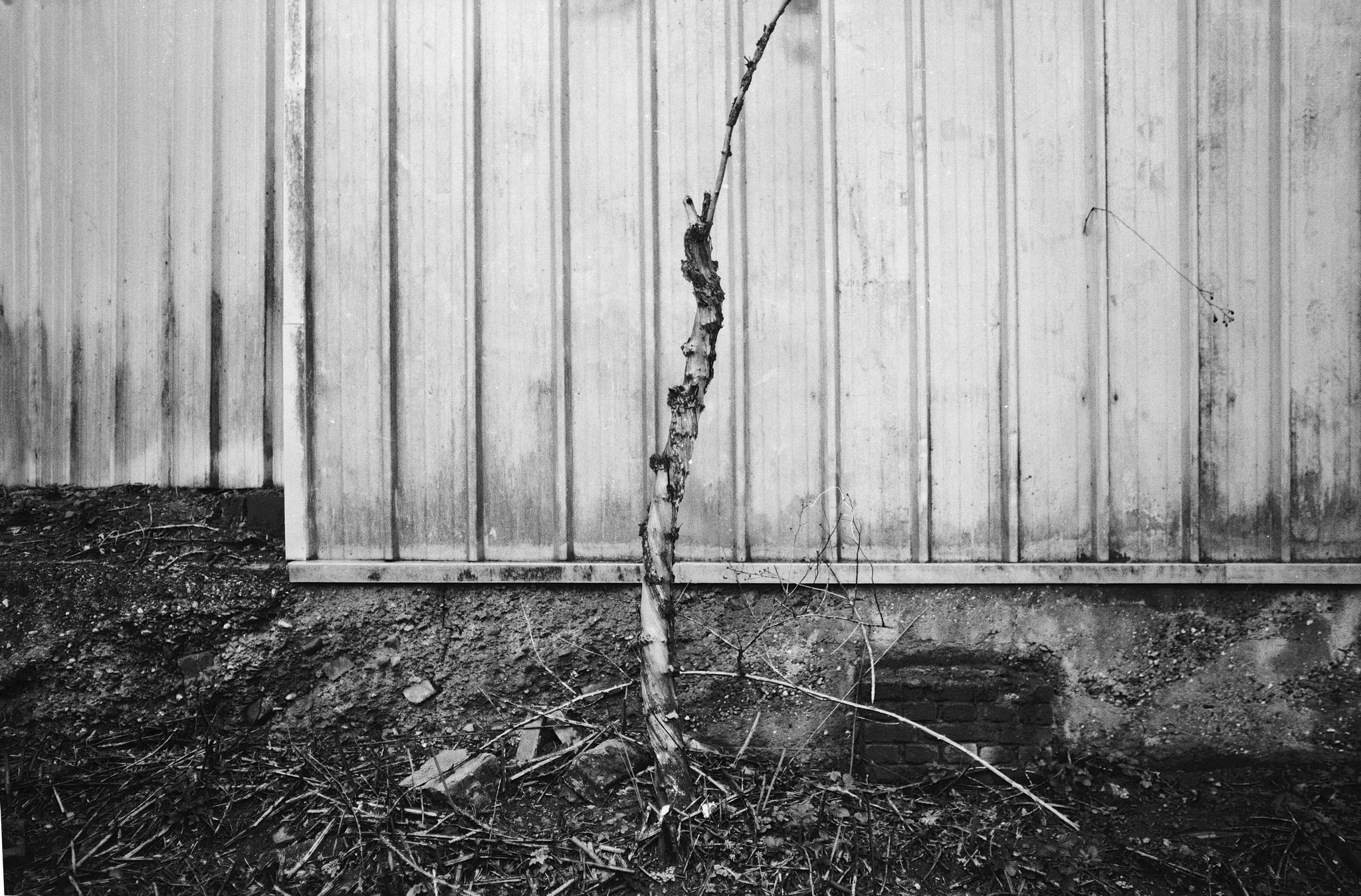 2019 03 15 leica m6 7artisans 28 agfa pan 25  32 47335700062 o